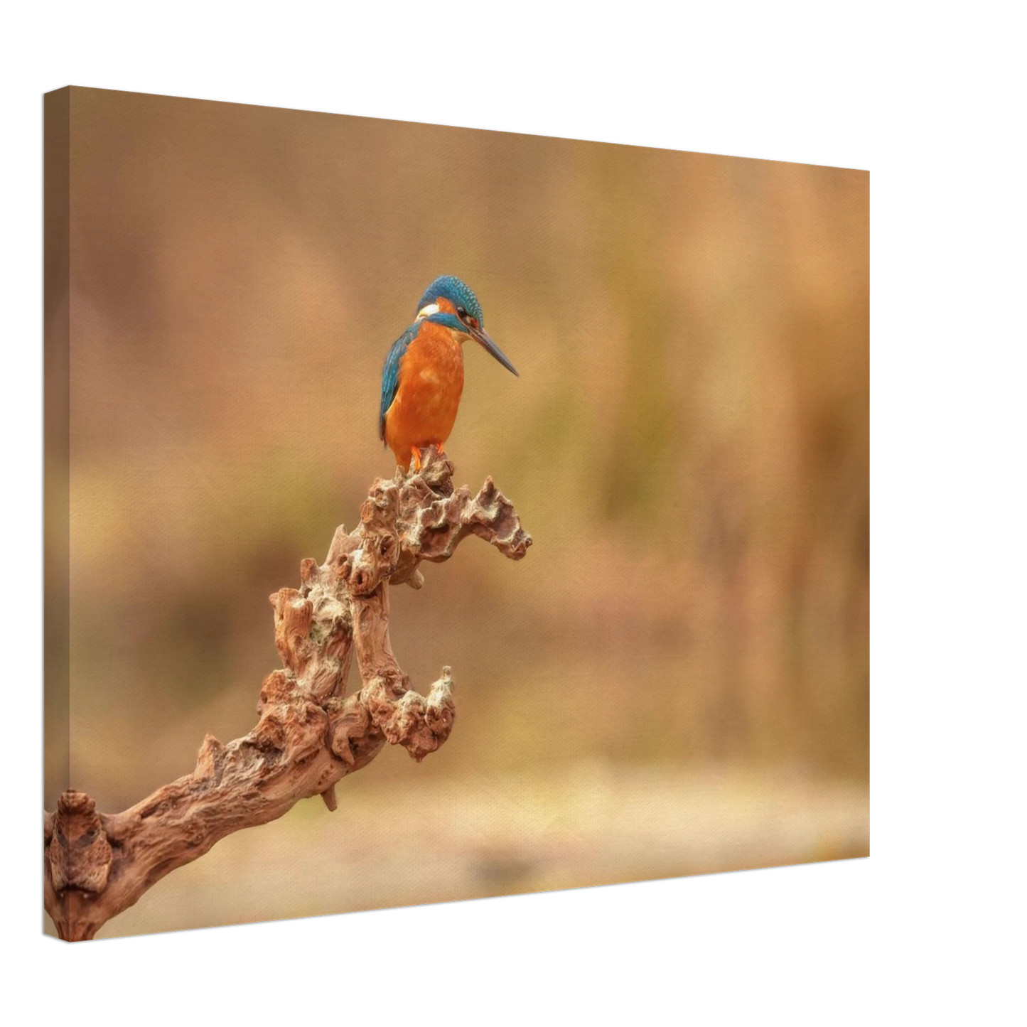 Wandbild eisvogel lebendige naturkunst fuer ihr zuhause in vielen groessen