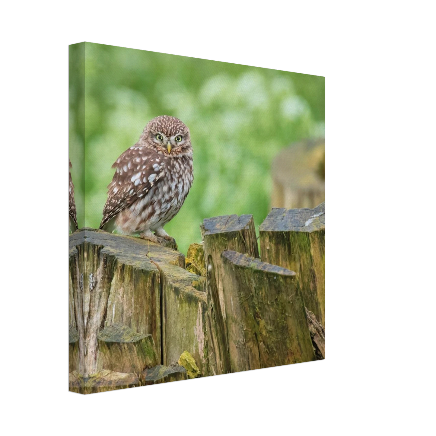 Wandbild mystische kleine eule faszinierendes kunstwerk fuer natur und tierliebhaber in vielen groessen