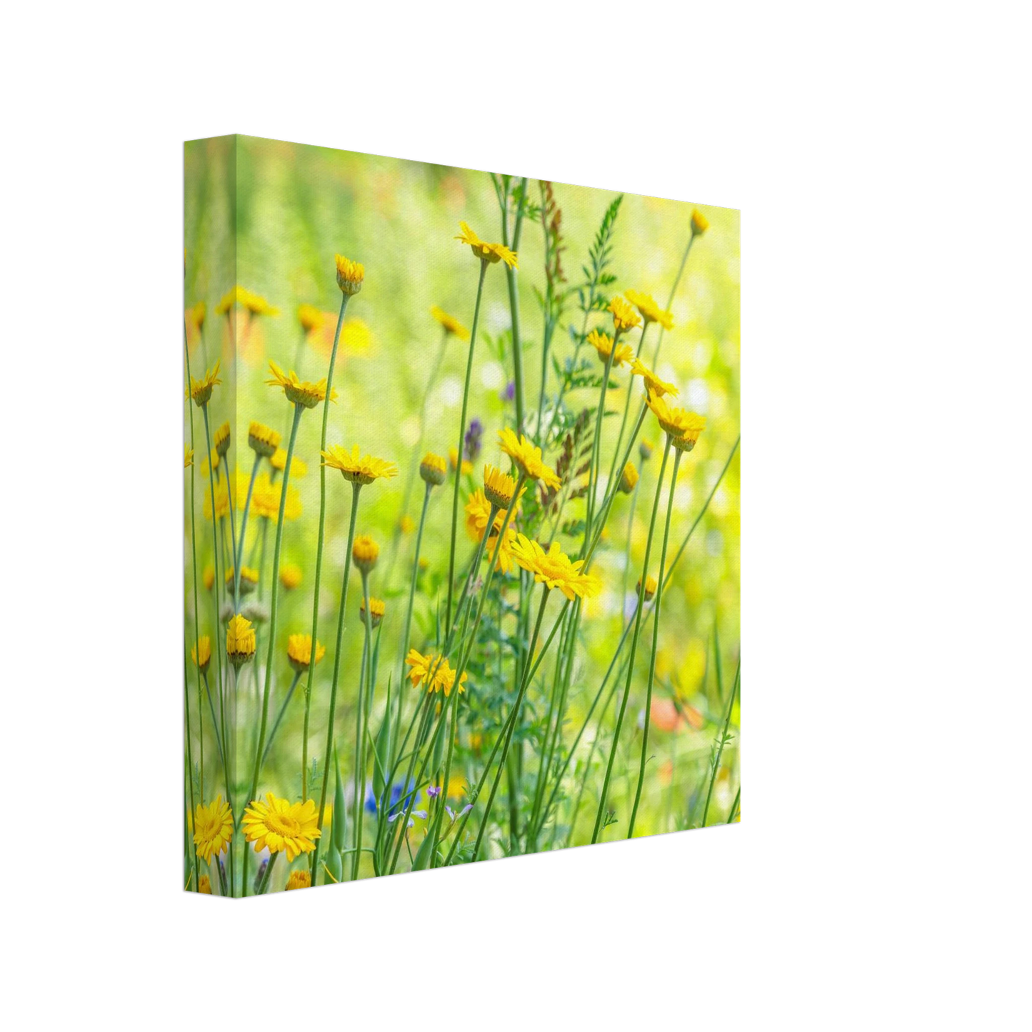 Wandbild sunshine meadow lebendiger blumen druck in verschiedenen groessen