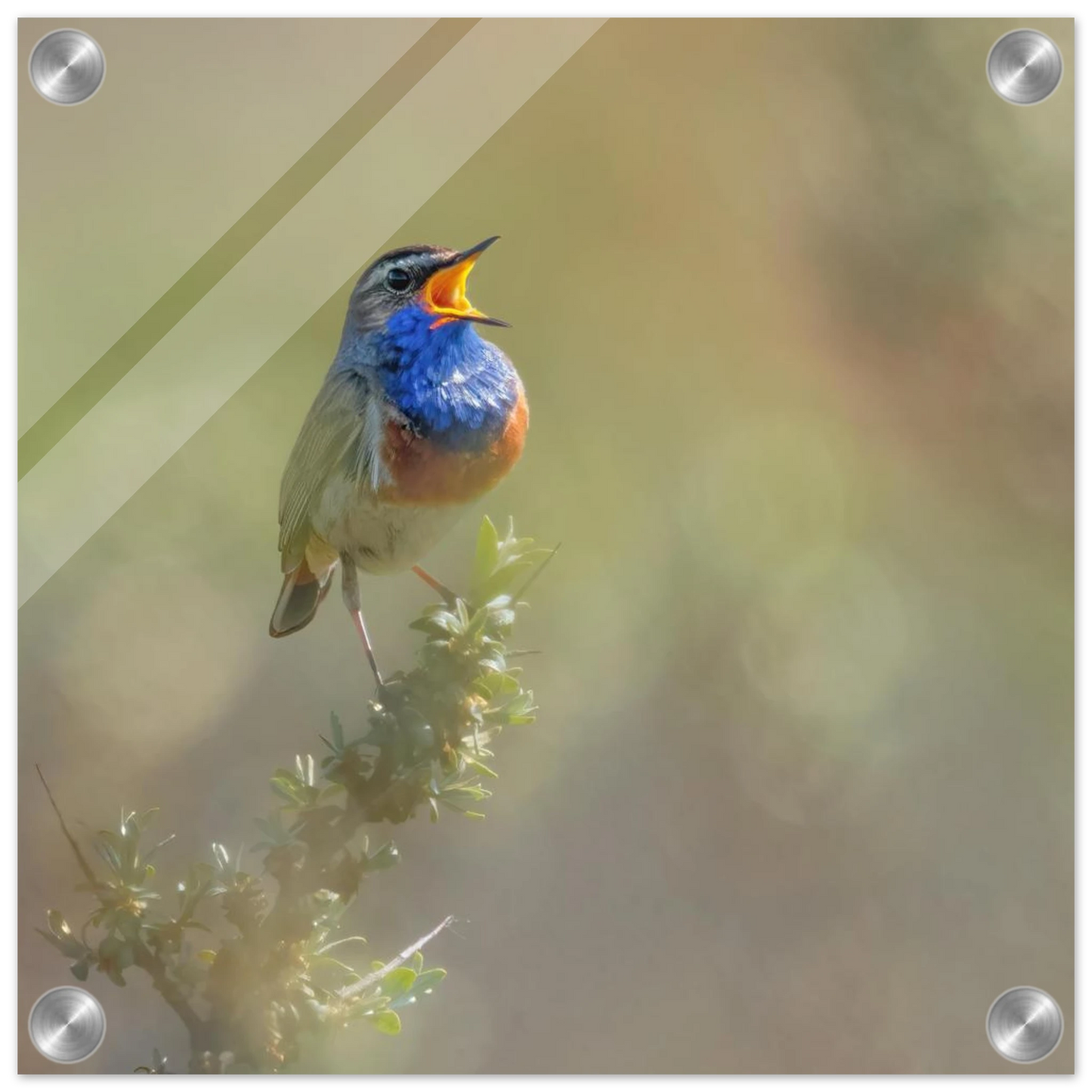 Wandbild singvogel in blautoenen lebendige vogelkunst fuer ihr zuhause in ihrer wunschgroesse
