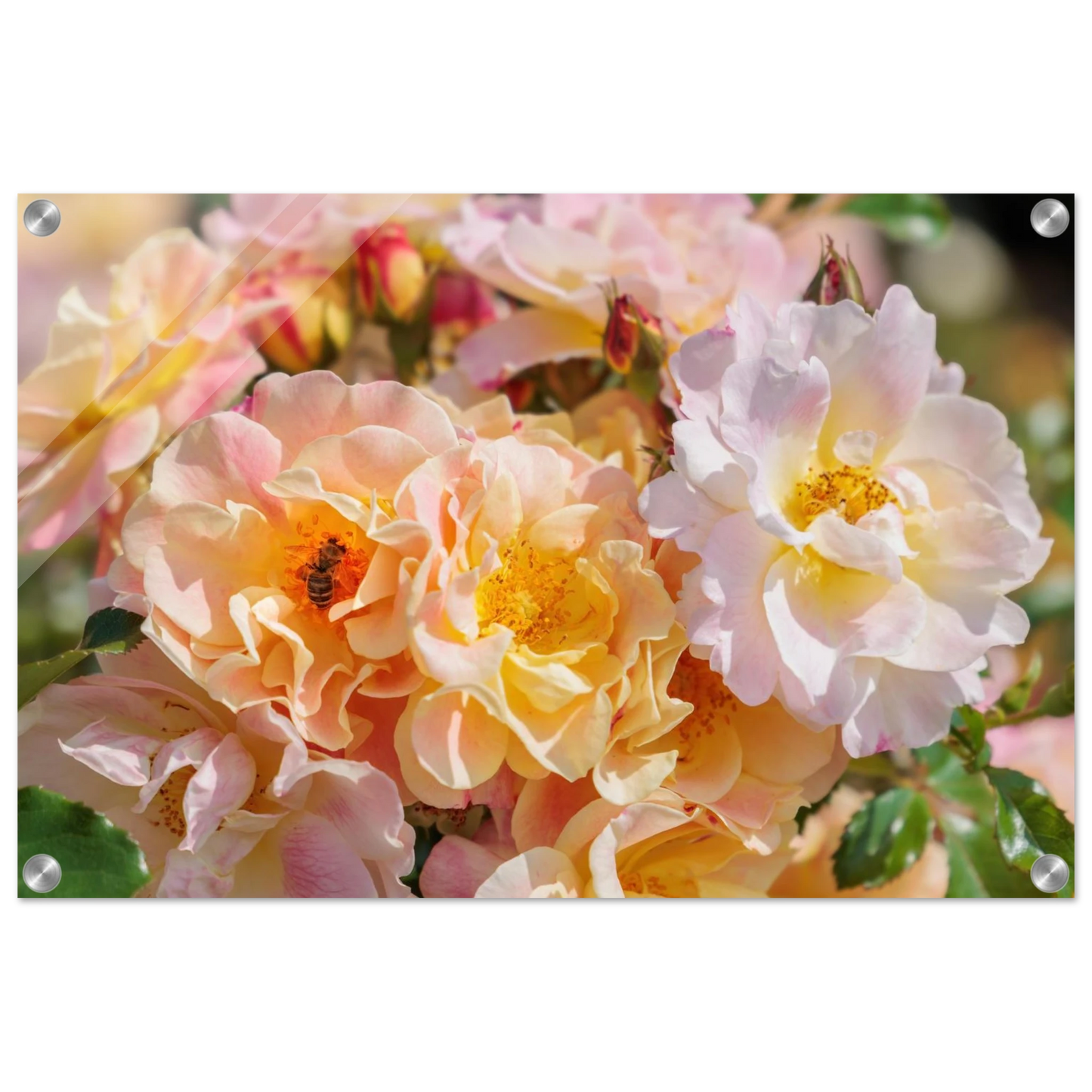 Wandbild bluehende gartenrosen eine honigbienen ode in pastell perfektion in vielen groessen verfuegbar