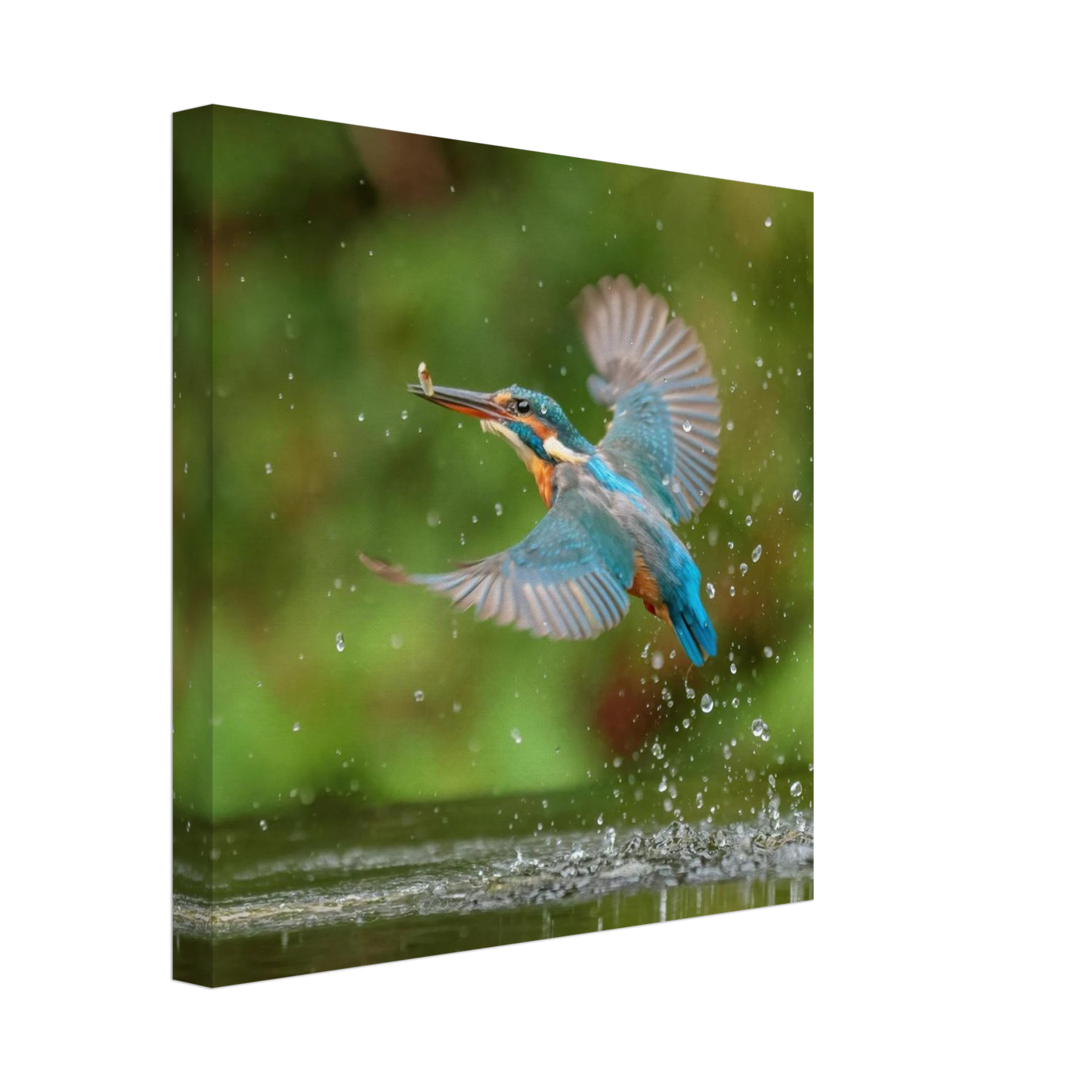 Wandbild eisvogel lebendige tierfotografie mit lebhaften blautoenen