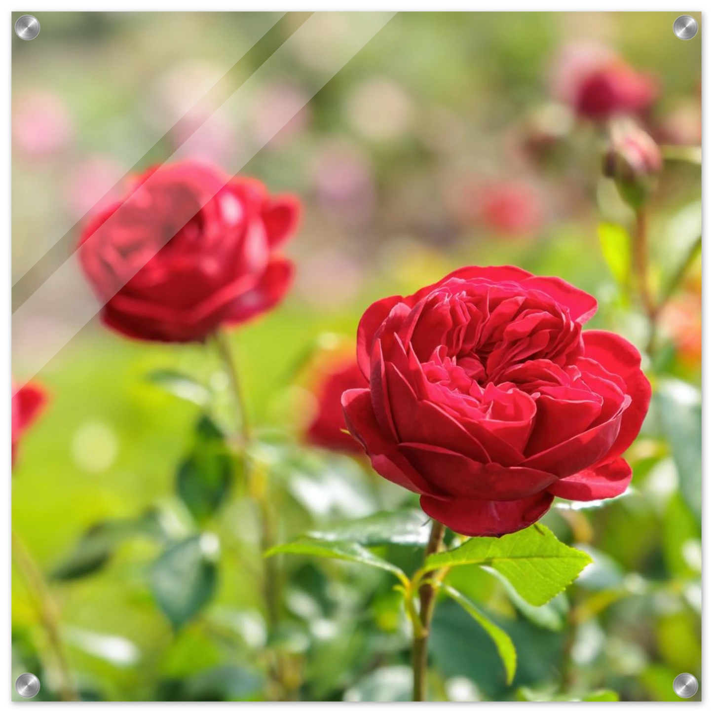 Wandbild rote rosen lebendige bluetenpracht fuer ihr zuhause in ihrer wunschgroesse