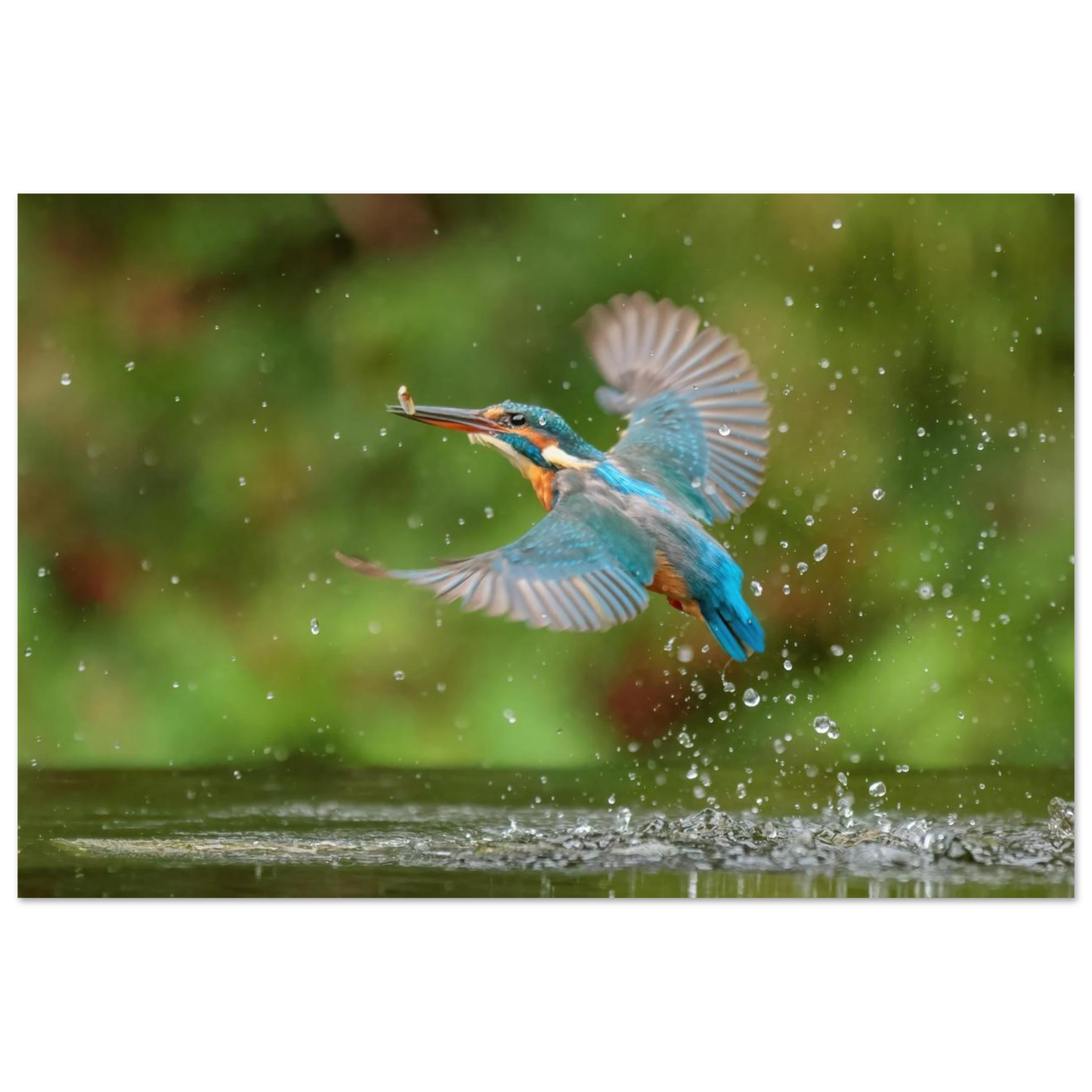 Wandbild eisvogel lebendige tierfotografie mit lebhaften blautoenen