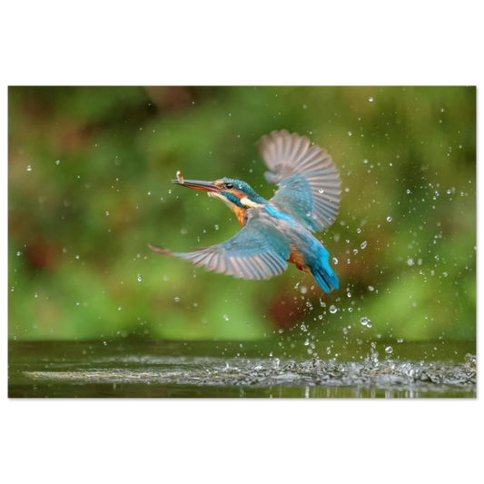 Wandbild eisvogel lebendige tierfotografie mit lebhaften blautoenen