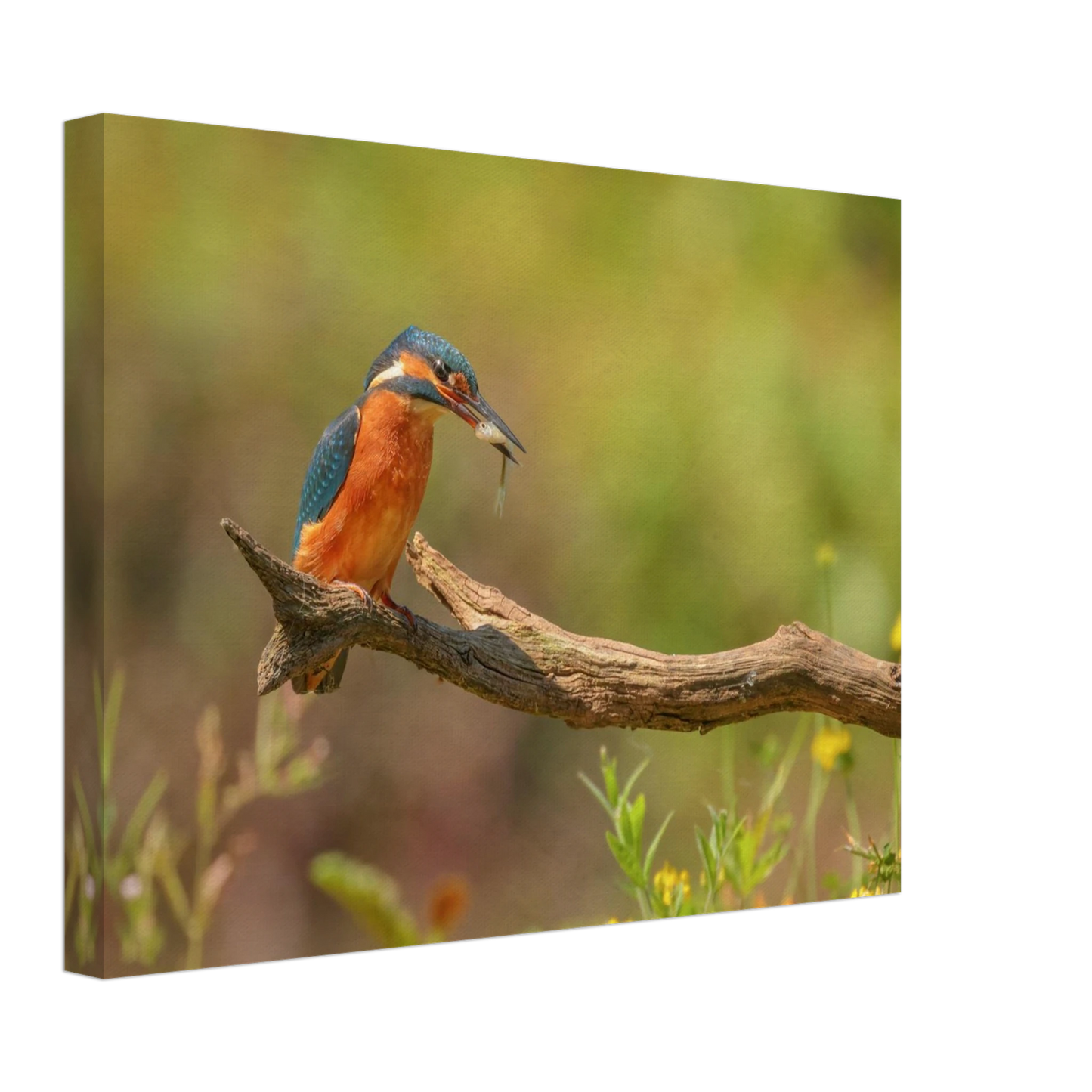 Wandbild eisvogel farbpracht leuchtende naturkunst fuer ihr zuhause in vielen groessen