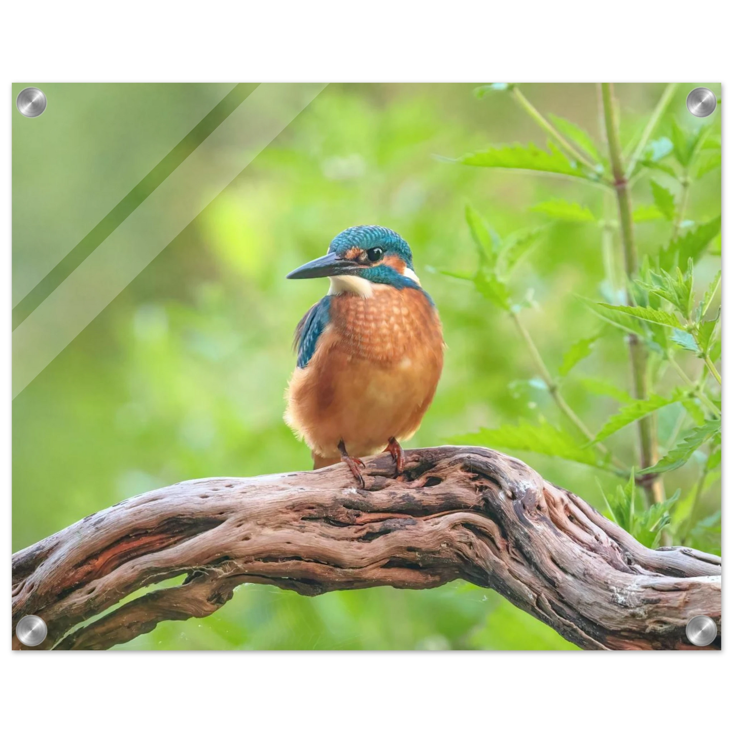 Wandbild eisvogel lebendige naturkunst fuer ihr zuhause in ihrer wunschgroesse 2