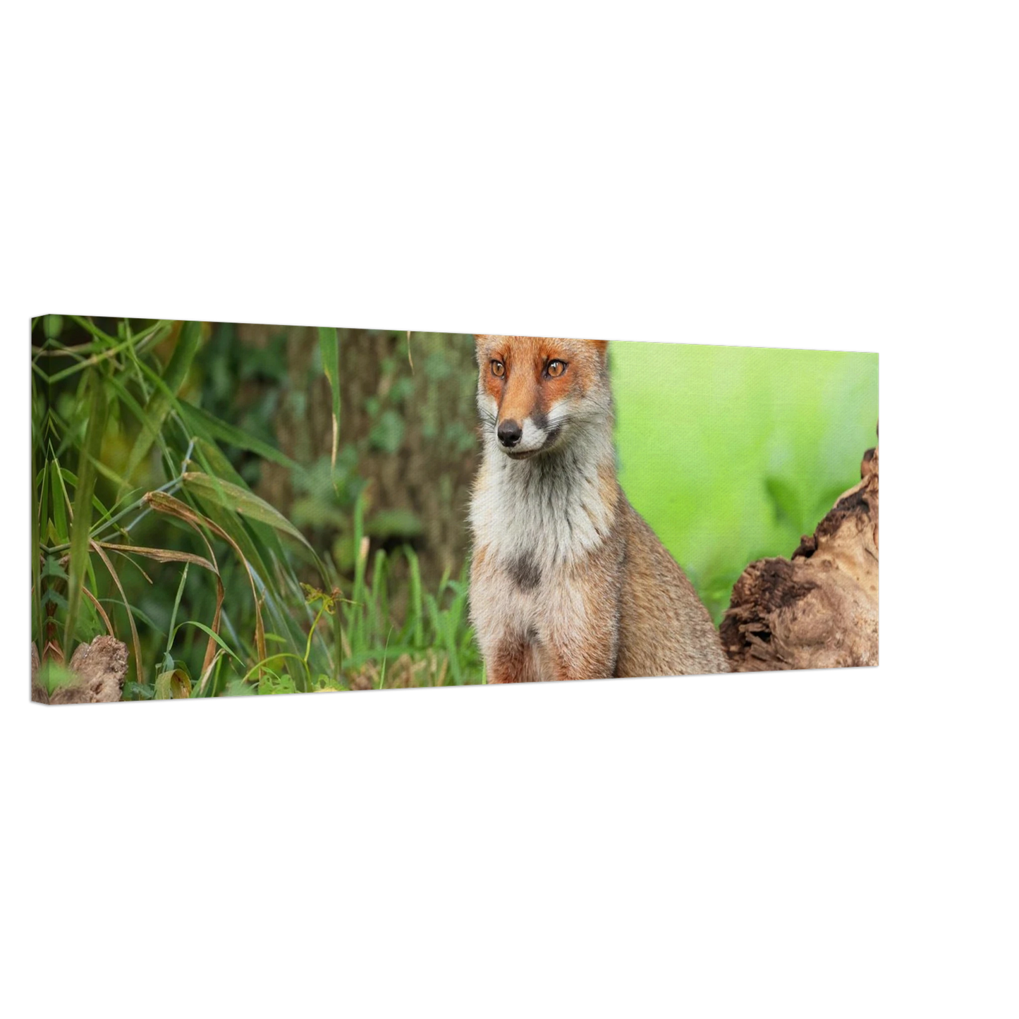 Wandbild majestaetischer rotfuchs ein augenblick der ruhe in der natur erhaeltlich in zahlreichen groessen