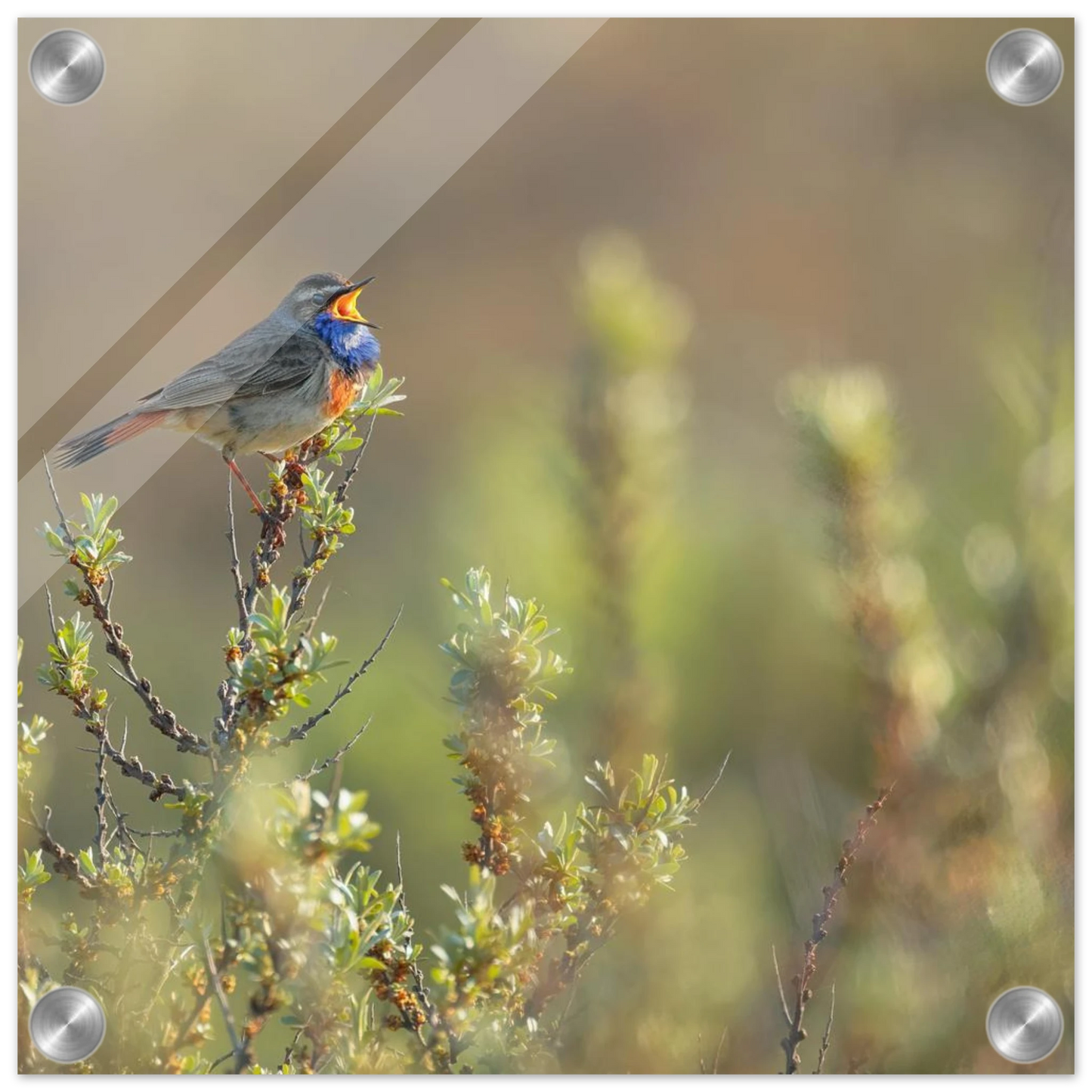Wandbild singendes blaukehlchen lebendige naturfotografie als wandbild in verschiedenen groessen