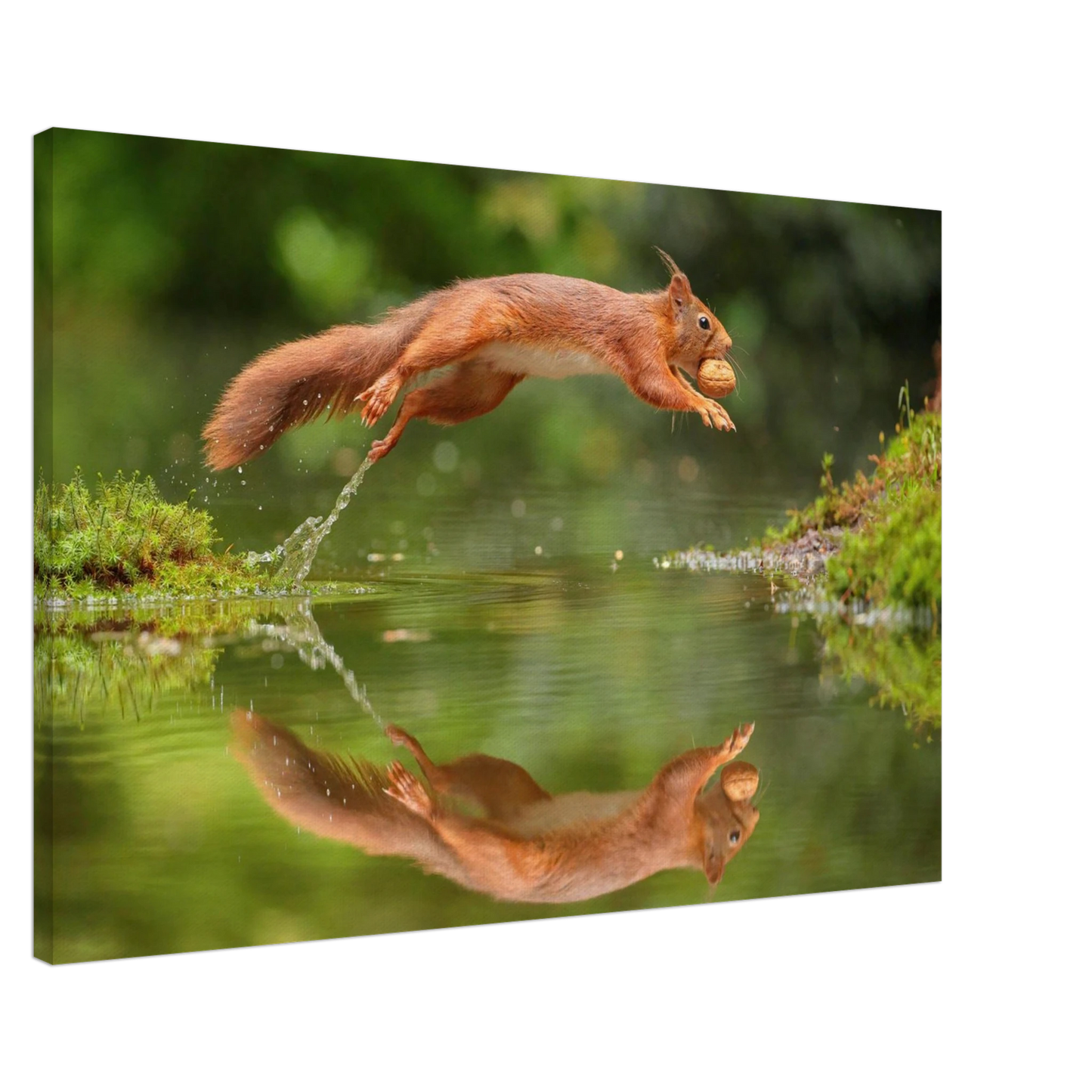 Wandbild Wandkunst eichhoernchens freudensprung dynamische naturkunst fuer ihr zuhause erhaeltlich in mehreren groessen