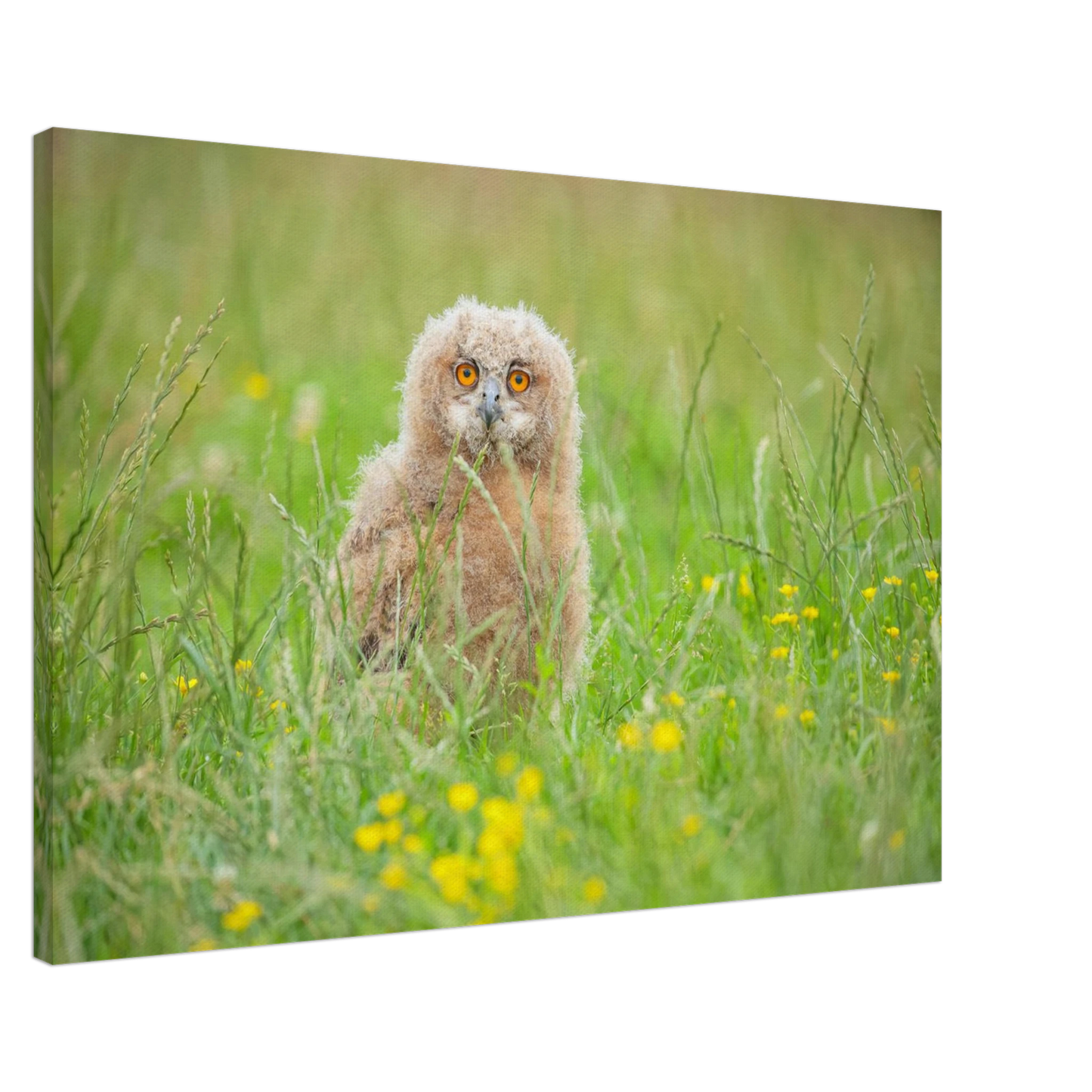 Wandbild junges eulenkueken im gras ein bezaubernder anblick fuer ihr zuhause in vielen groessen
