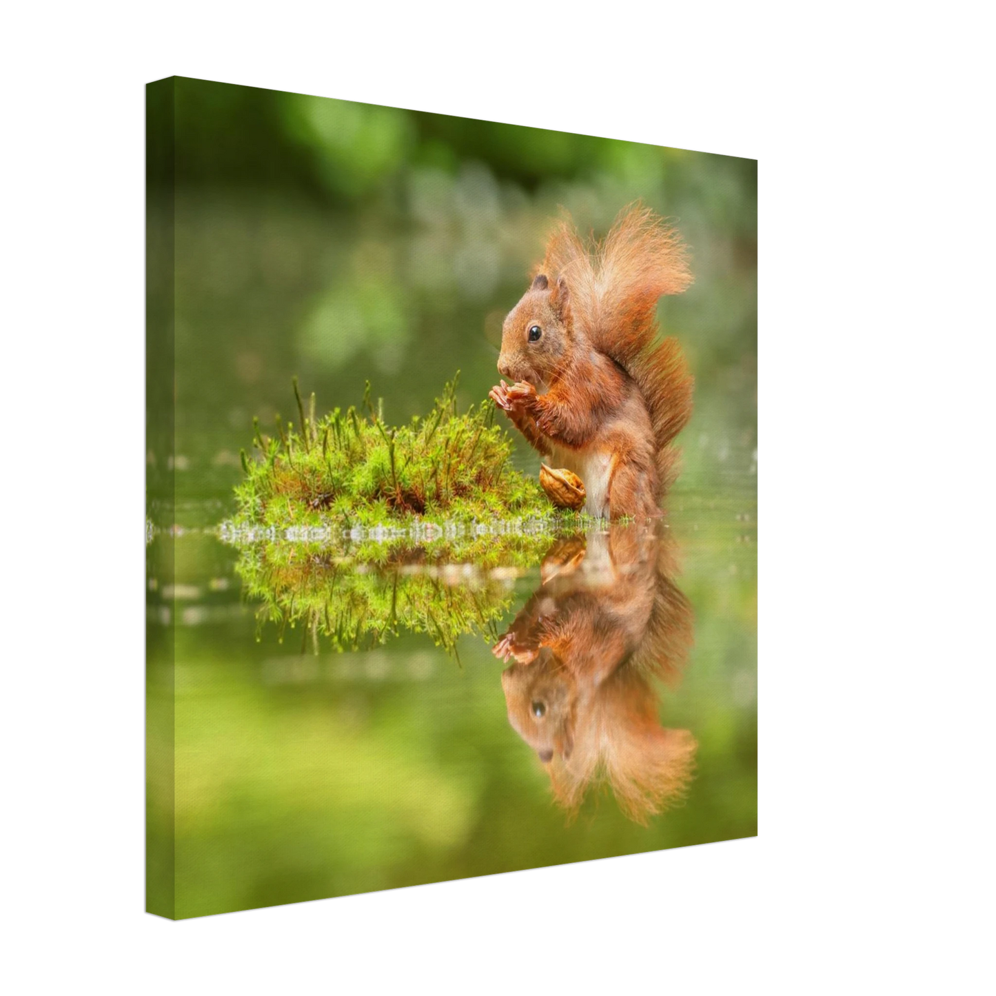 Wandbild bezauberndes eichhoernchen mit nuss ein spiegelbild der natur
