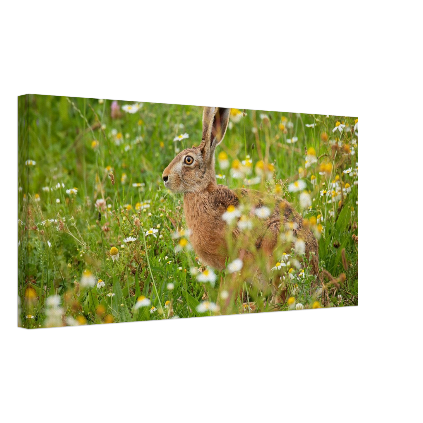 Wandbild Idyllische hasenwiese wandbild waehle dein wunschformat