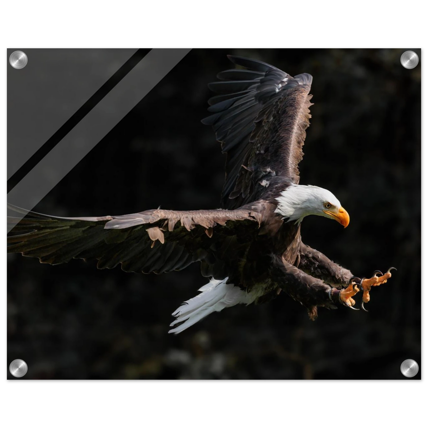 Wandbild majestaetischer weisskopfseeadler im flug freiheit staerke in ihrer wunschgroesse