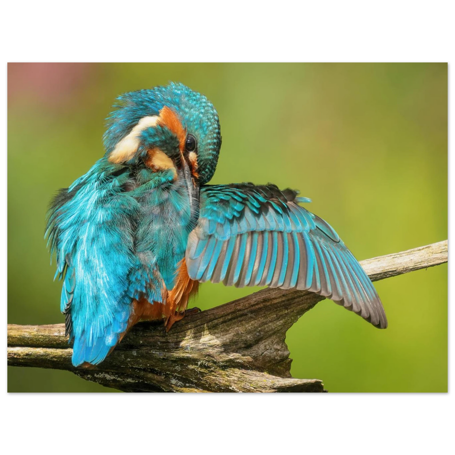 Wandbild eisvogel lebendige farbenpracht der natur auf leinwand
