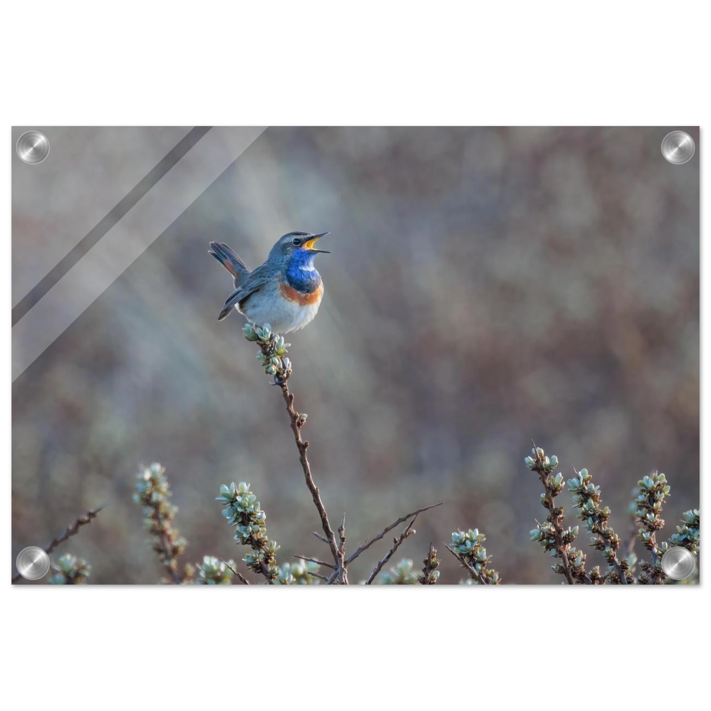 Wandbild blaukohlkehlchen im gesang naturkunst in lebendigen farben in ihrer wunschgroesse