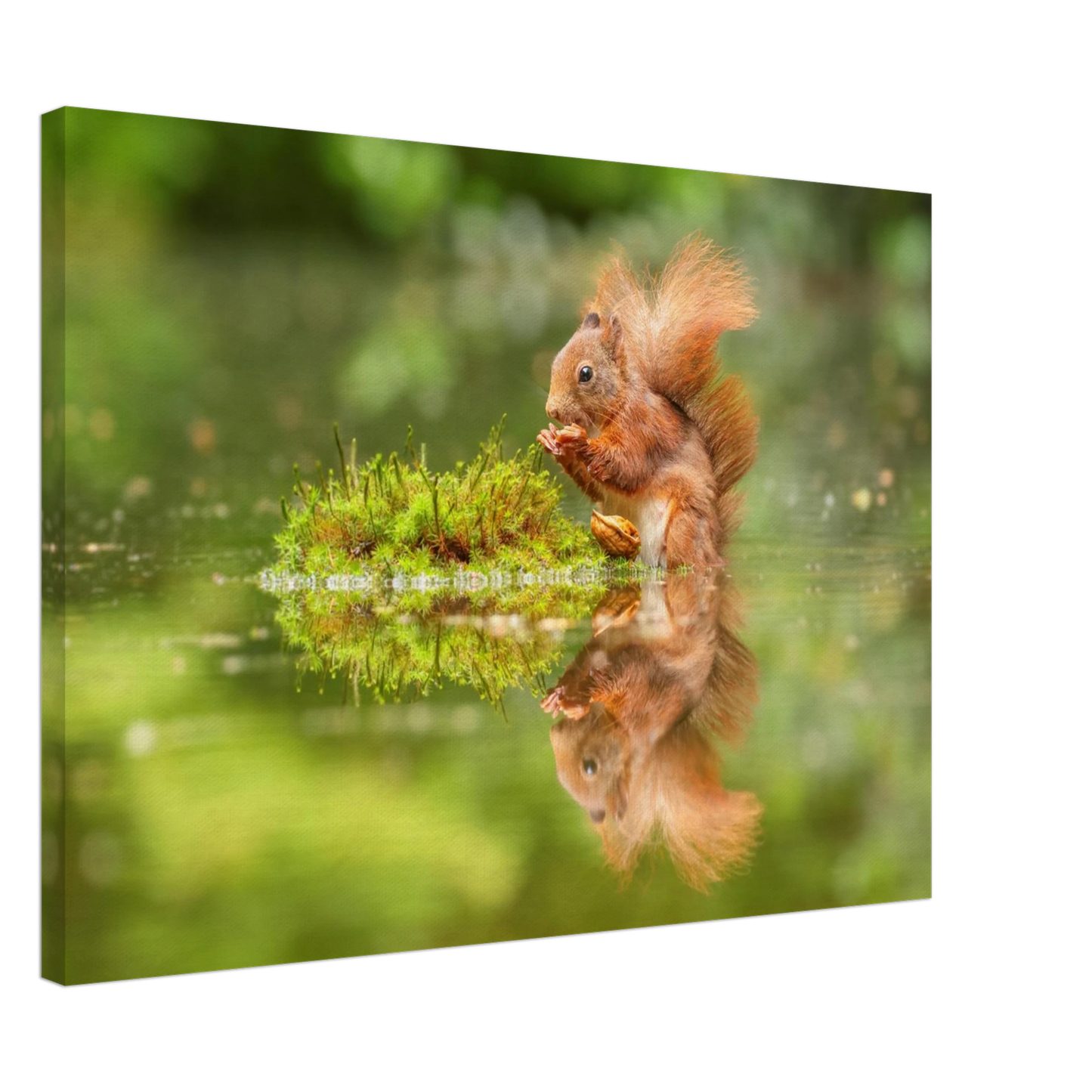 Wandbild bezauberndes eichhoernchen mit nuss ein spiegelbild der natur