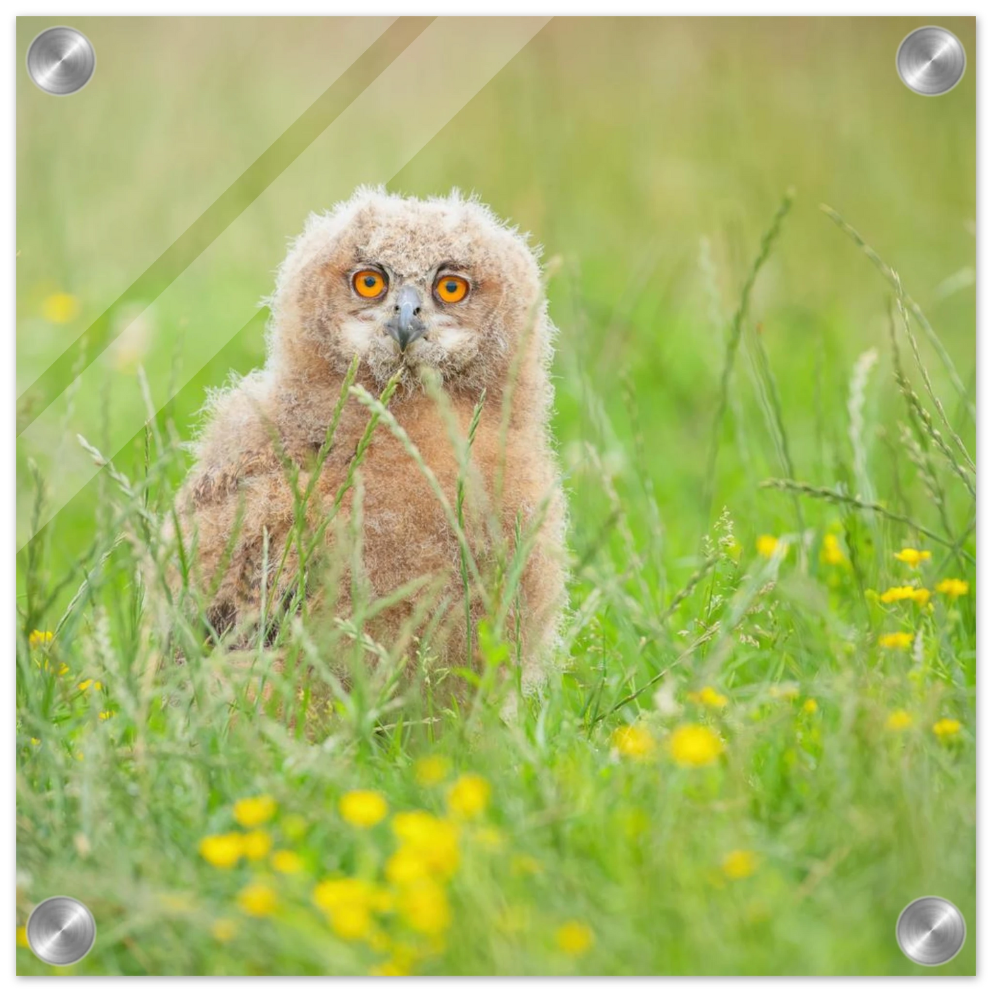 Wandbild junges eulenkueken im gras ein bezaubernder anblick fuer ihr zuhause in vielen groessen