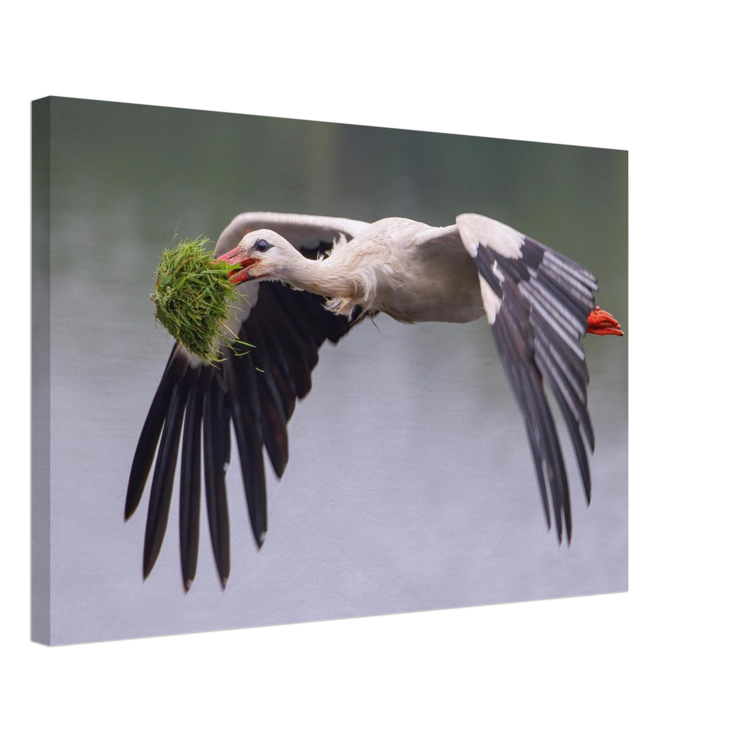 Wandbild nestbauender weissstorch im flug lebendige naturfotografie fuer ihr zuhause