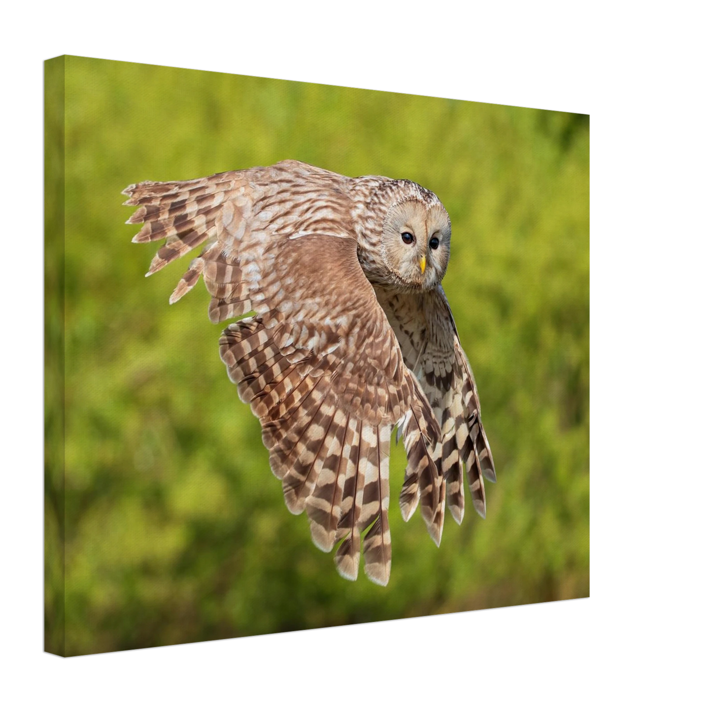 Wandbild majestaetische eule im flug naturfotografie fuer ihr zuhause