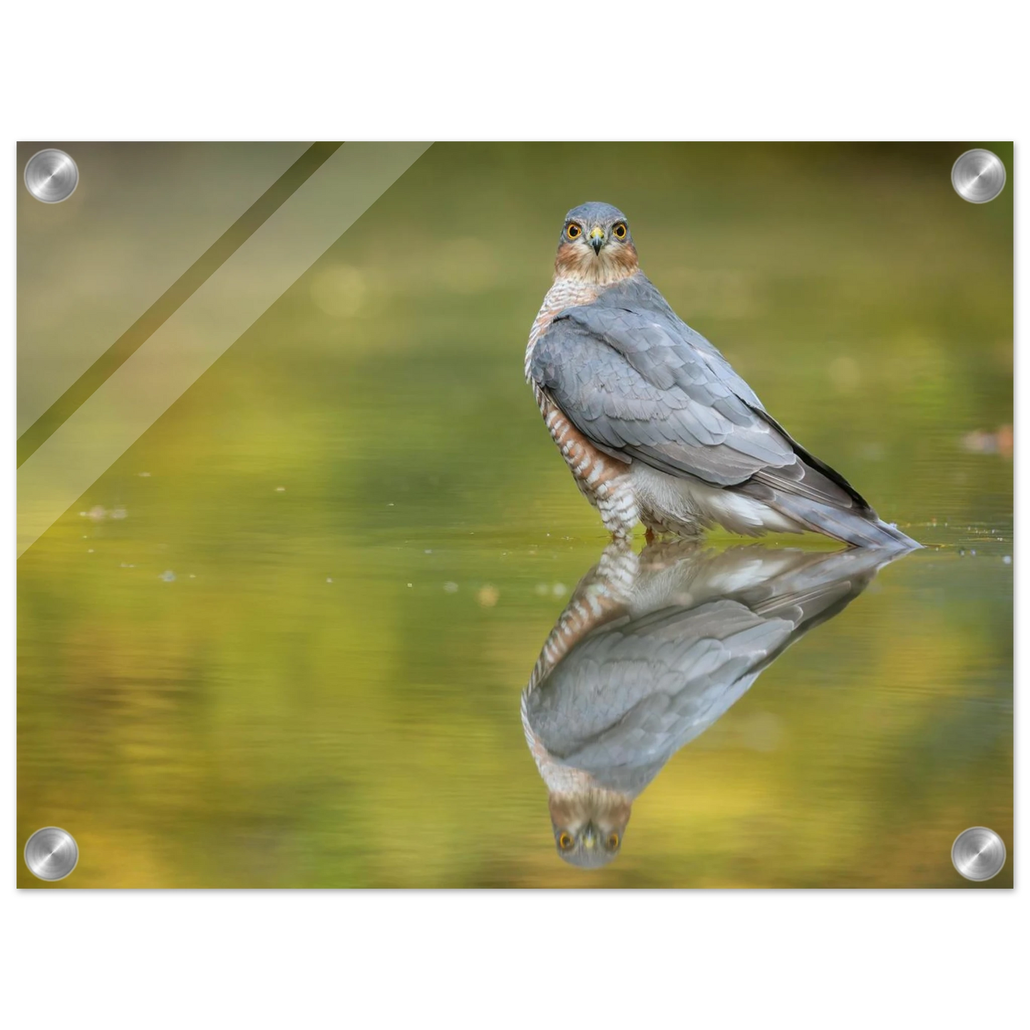 Wandbild mystischer sperber im morgengold faszinierende wildtierfotografie in ihrer wunschgroesse
