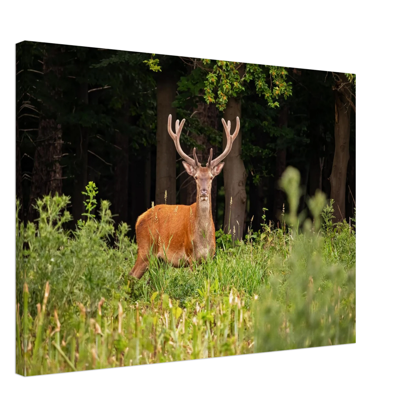 Wandbild majestaetischer hirsch im wald ein wildnis statement fuer ihr zuhause in verschiedenen groessen