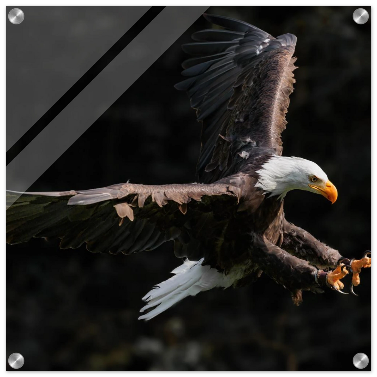 Wandbild majestaetischer weisskopfseeadler im flug freiheit staerke in ihrer wunschgroesse