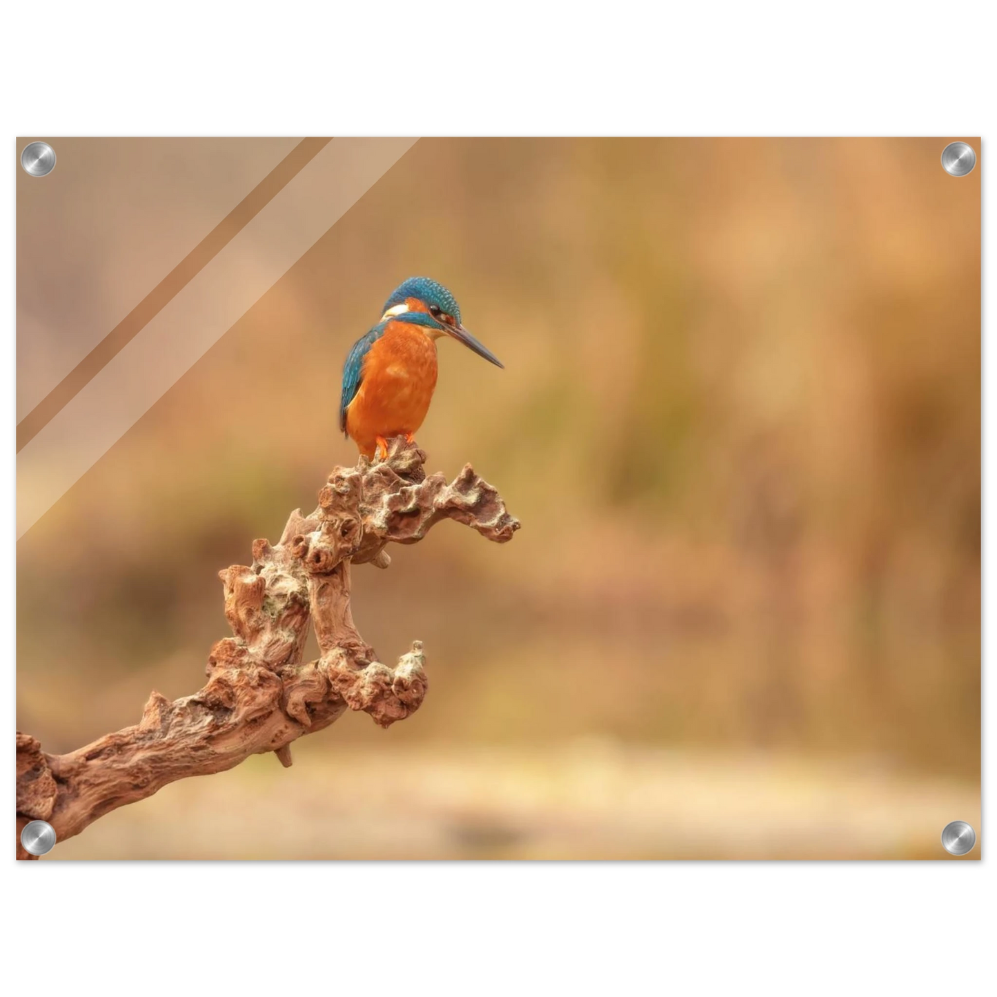 Wandbild eisvogel lebendige naturkunst fuer ihr zuhause in vielen groessen