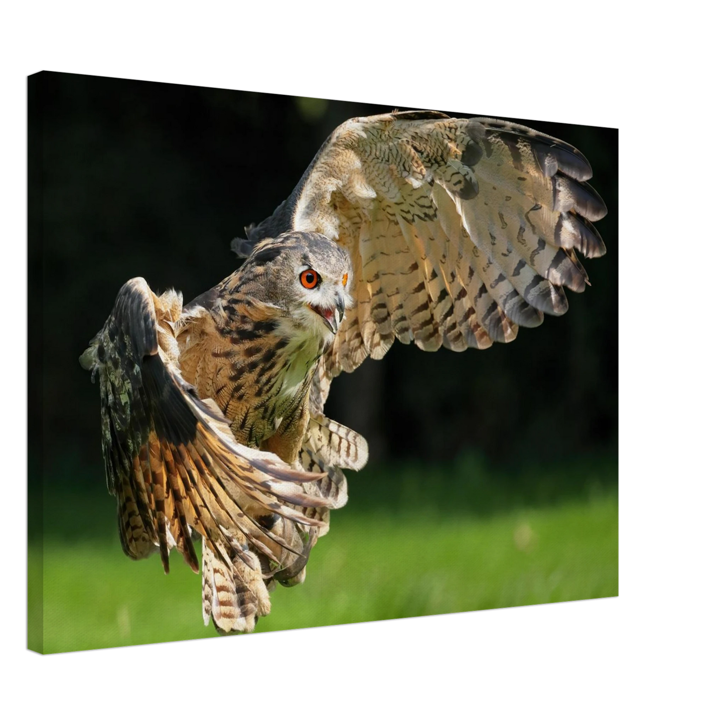 Wandbild majestaetische eule im flug ausdrucksstarke wandkunst fuer ihr zuhause