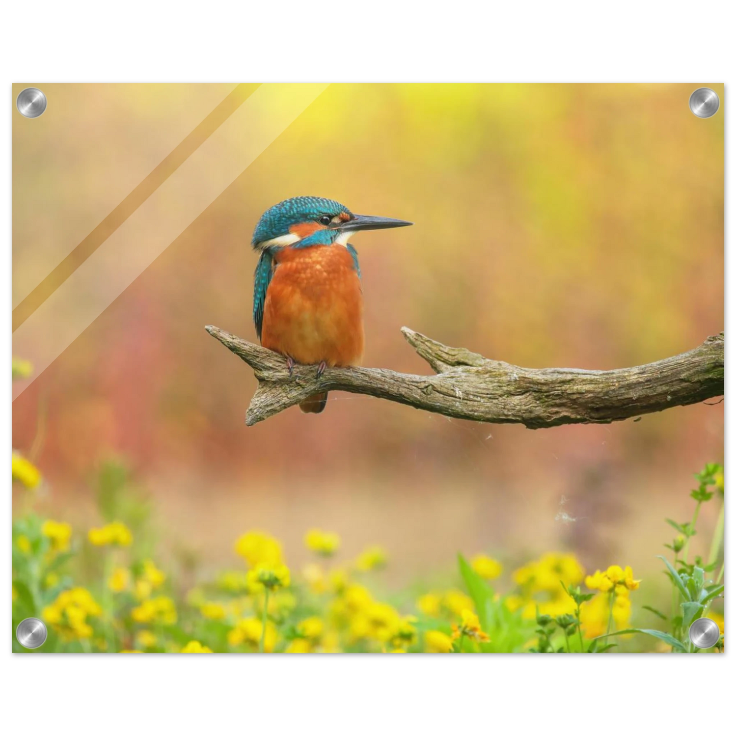 Wandbild eisvogel lebendige naturkunst fuer ihr zuhause in ihrer wunschgroesse