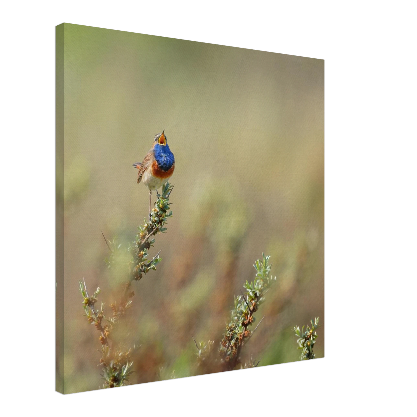 Wandbild lebendige nachtigall ein meisterwerk der naturfotografie fuer ihr zuhause