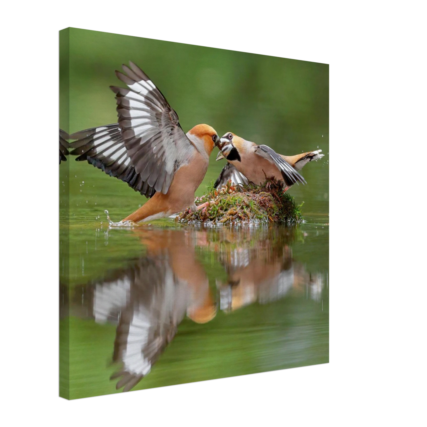 Wandbild momente der natur spektakulaerer kampf der voegel ueber dem wasser