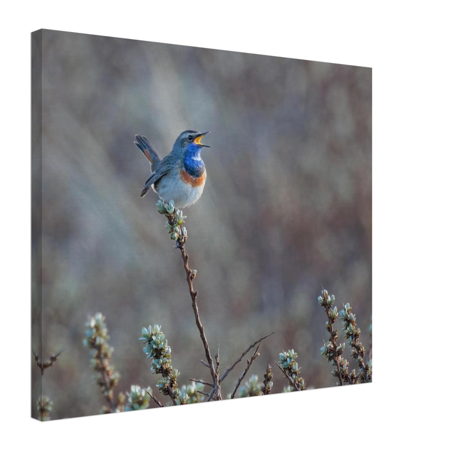 Wandbild blaukohlkehlchen im gesang naturkunst in lebendigen farben in ihrer wunschgroesse