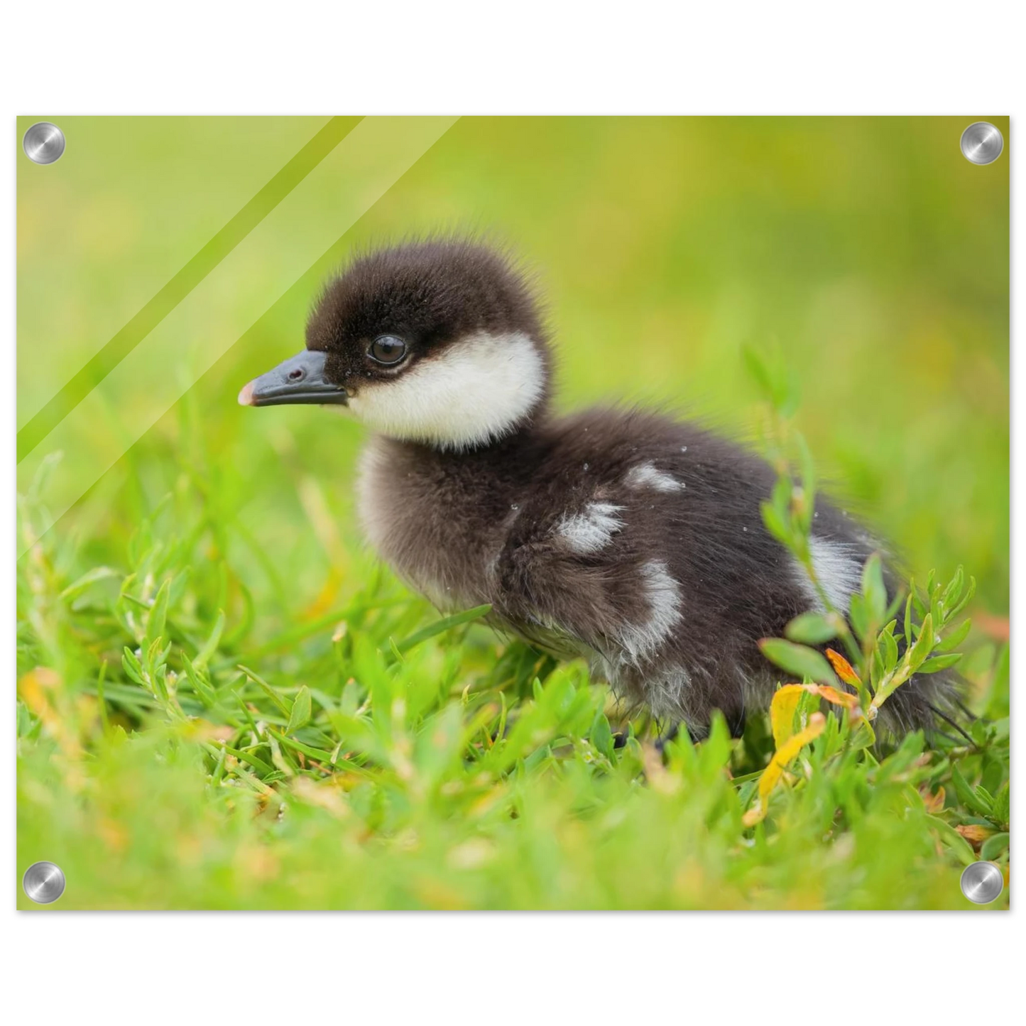 Wandbild bezauberndes entenkueken suesse tiermotive fuer kinderzimmer naturfreunde in vielen groessen