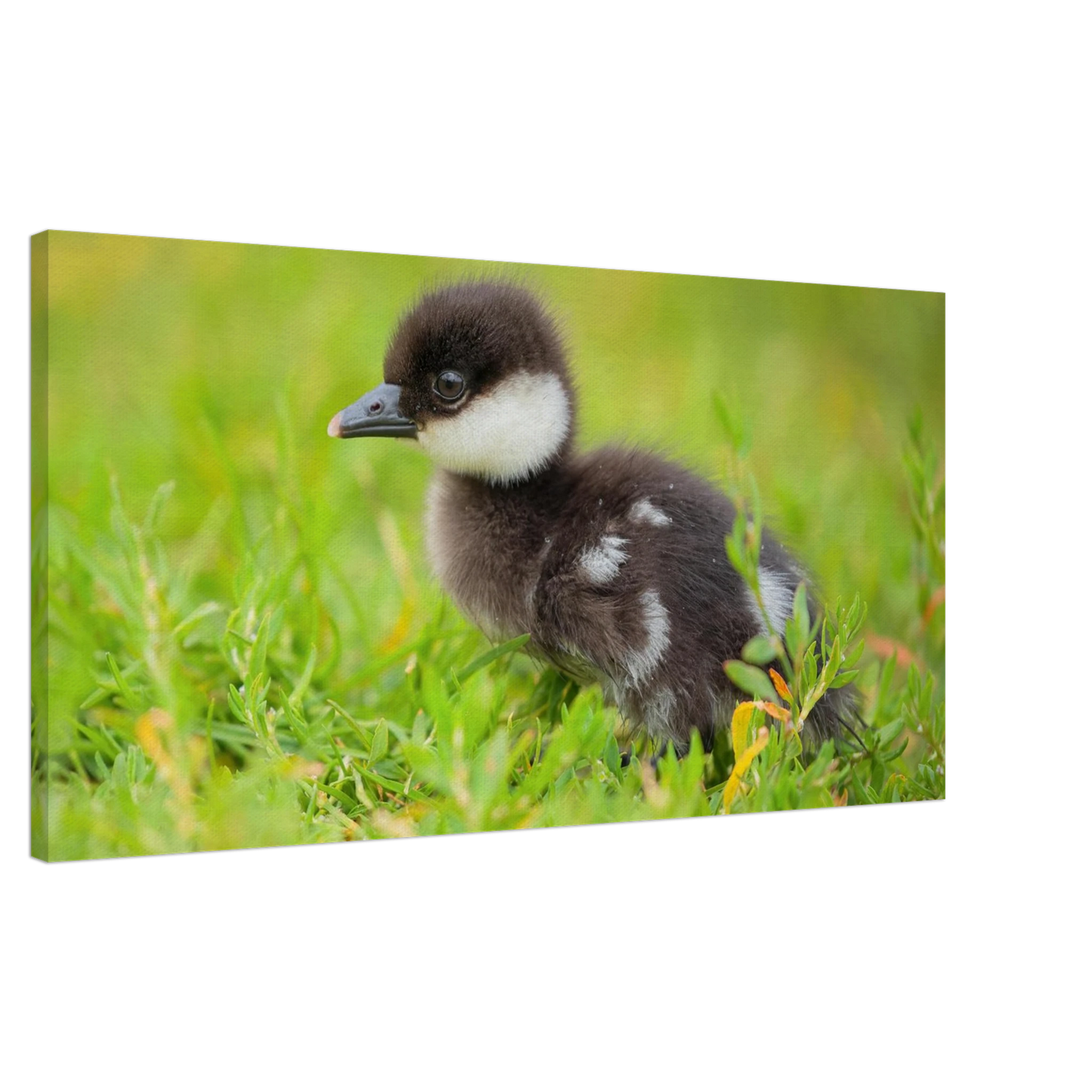Wandbild bezauberndes entenkueken suesse tiermotive fuer kinderzimmer naturfreunde in vielen groessen
