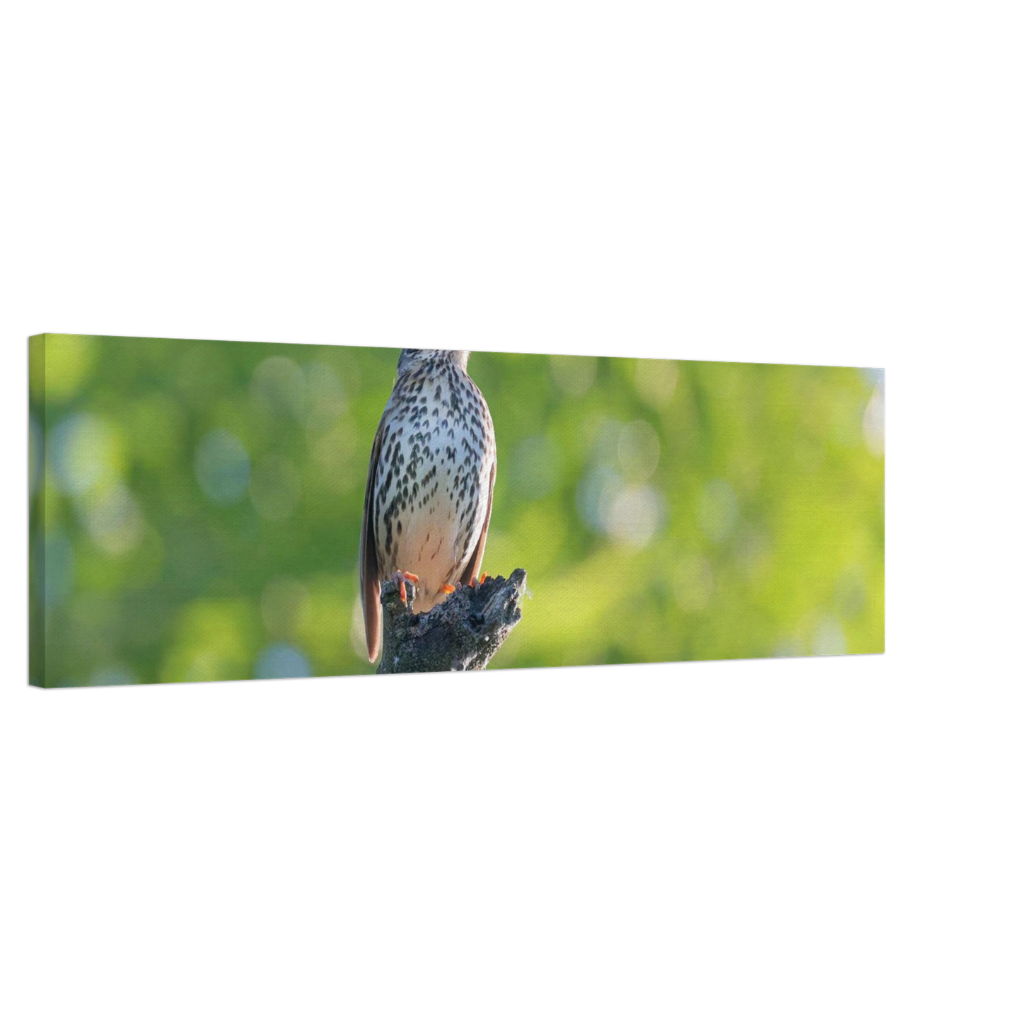 Wandbild bezaubernder singvogel in gruen ein naturportraet fuer ihr zuhause in vielen groessen