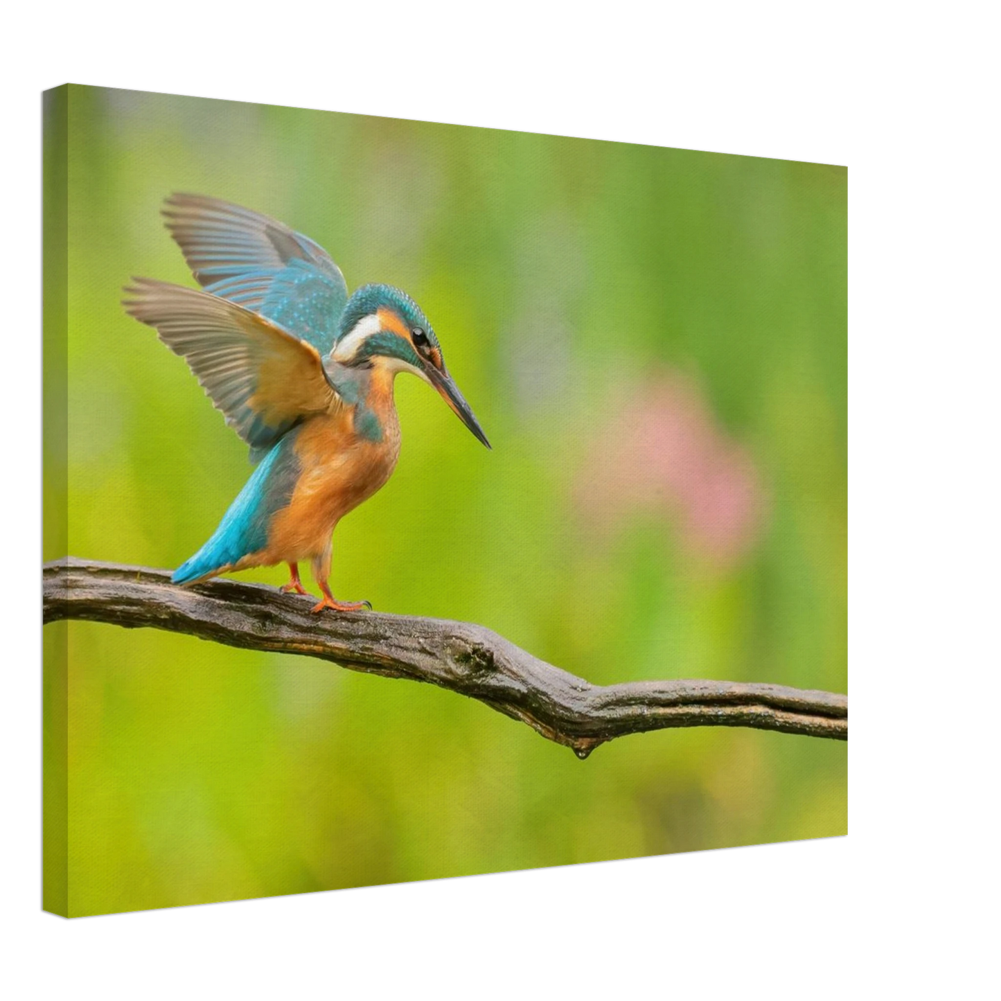 Wandbild eisvogel leuchtende federpracht auf natuerlichem ast in ihrer wunschgroesse