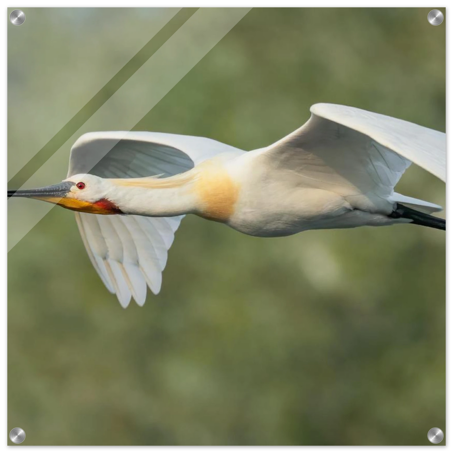 Wandbild eleganter loeffler im flug naturfotografie fuer ihr zuhause in vielen groessen