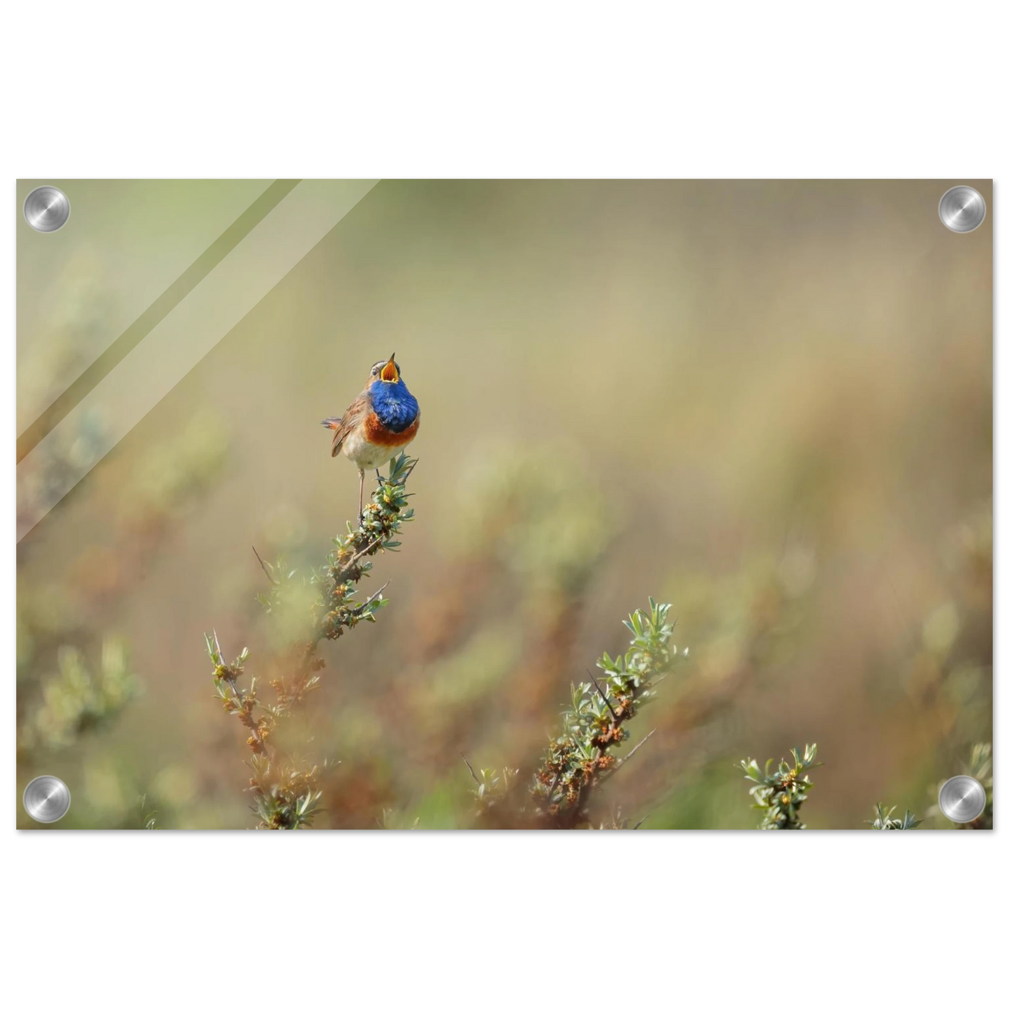 Wandbild lebendige nachtigall ein meisterwerk der naturfotografie fuer ihr zuhause