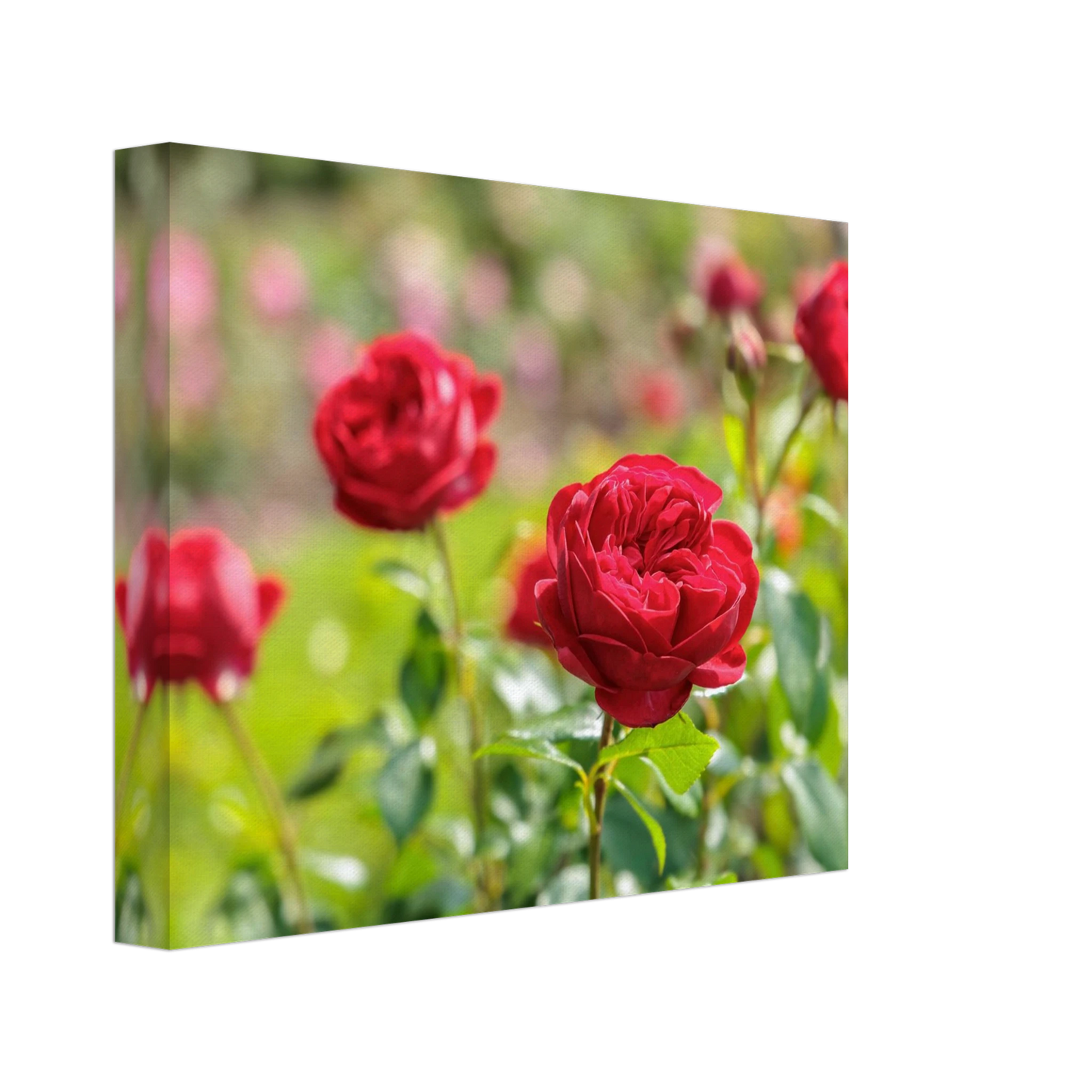 Wandbild rote rosen lebendige bluetenpracht fuer ihr zuhause in ihrer wunschgroesse