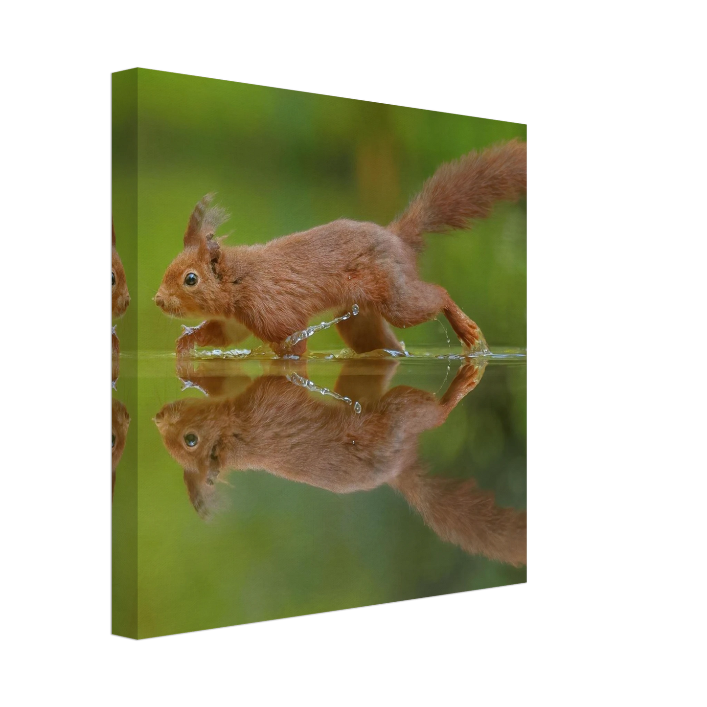 Wandbild eichhoernchen tanz eichhoernchen kunst fuer zuhause in ihrer wunschgroesse