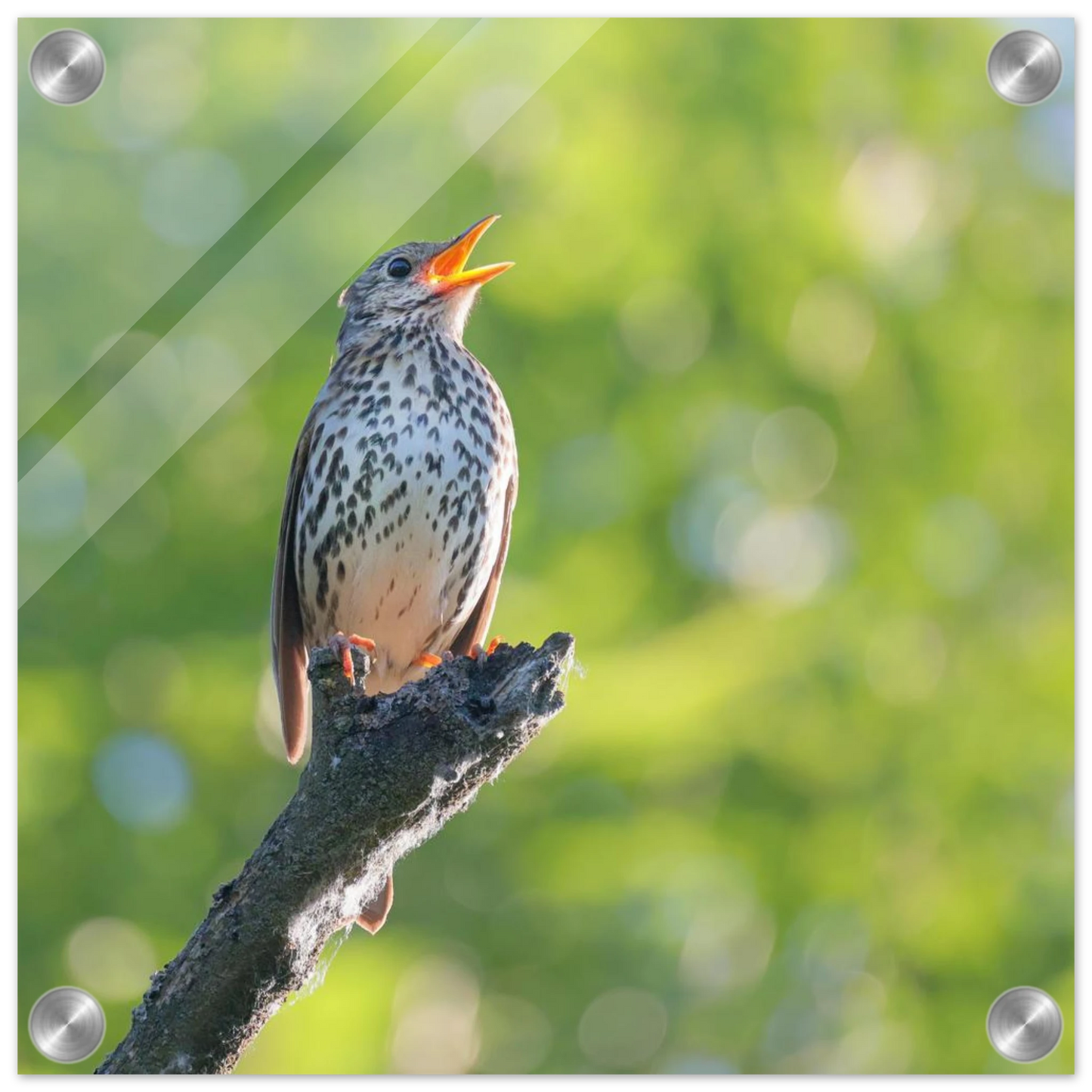 Wandbild bezaubernder singvogel in gruen ein naturportraet fuer ihr zuhause in vielen groessen
