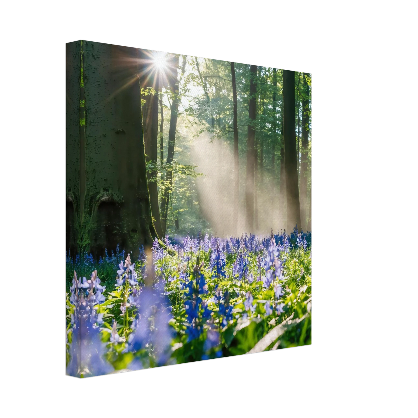 Wandbild mystische waldlichtung mit blauen glockenblumen sonnenverwoehntes naturbild in verschiedenen groessen