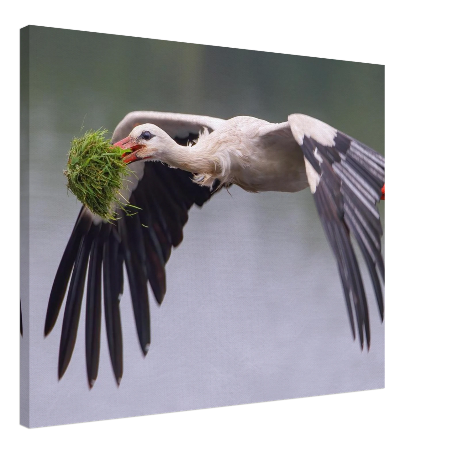 Wandbild nestbauender weissstorch im flug lebendige naturfotografie fuer ihr zuhause