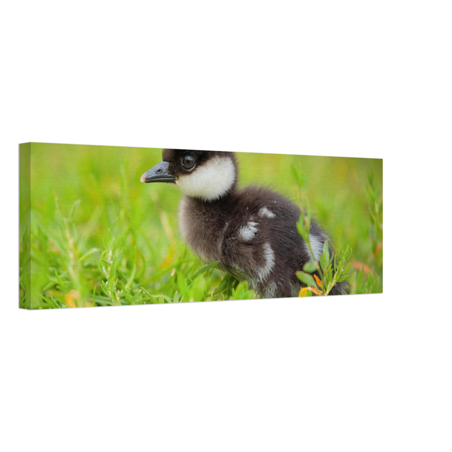 Wandbild bezauberndes entenkueken suesse tiermotive fuer kinderzimmer naturfreunde in vielen groessen