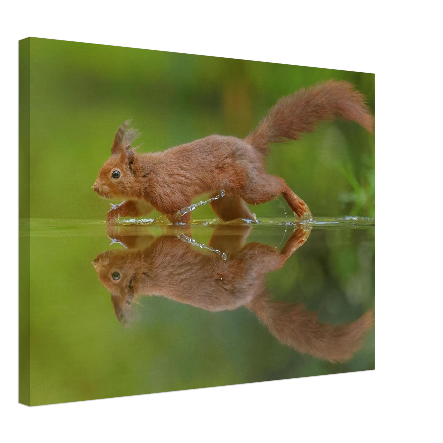 Wandbild eichhoernchen tanz eichhoernchen kunst fuer zuhause in ihrer wunschgroesse
