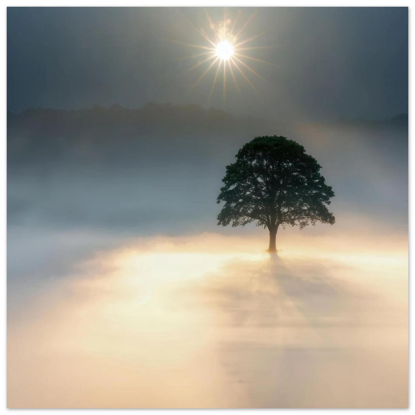 Wandbild mystisches baum wandbild einzelner baum im nebel sonnenaufgang waehlbar in verschiedenen groessen