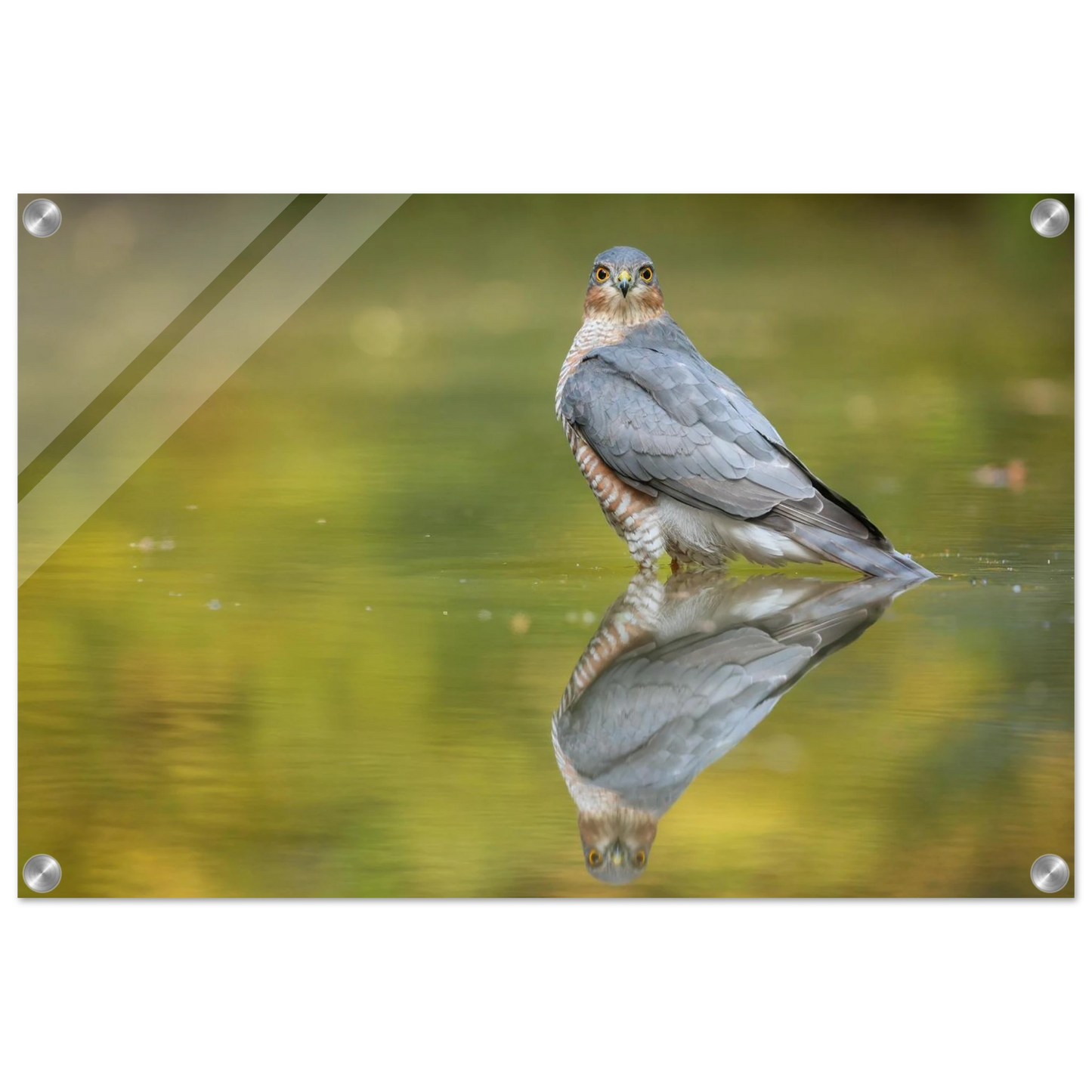 Wandbild mystischer sperber im morgengold faszinierende wildtierfotografie in ihrer wunschgroesse