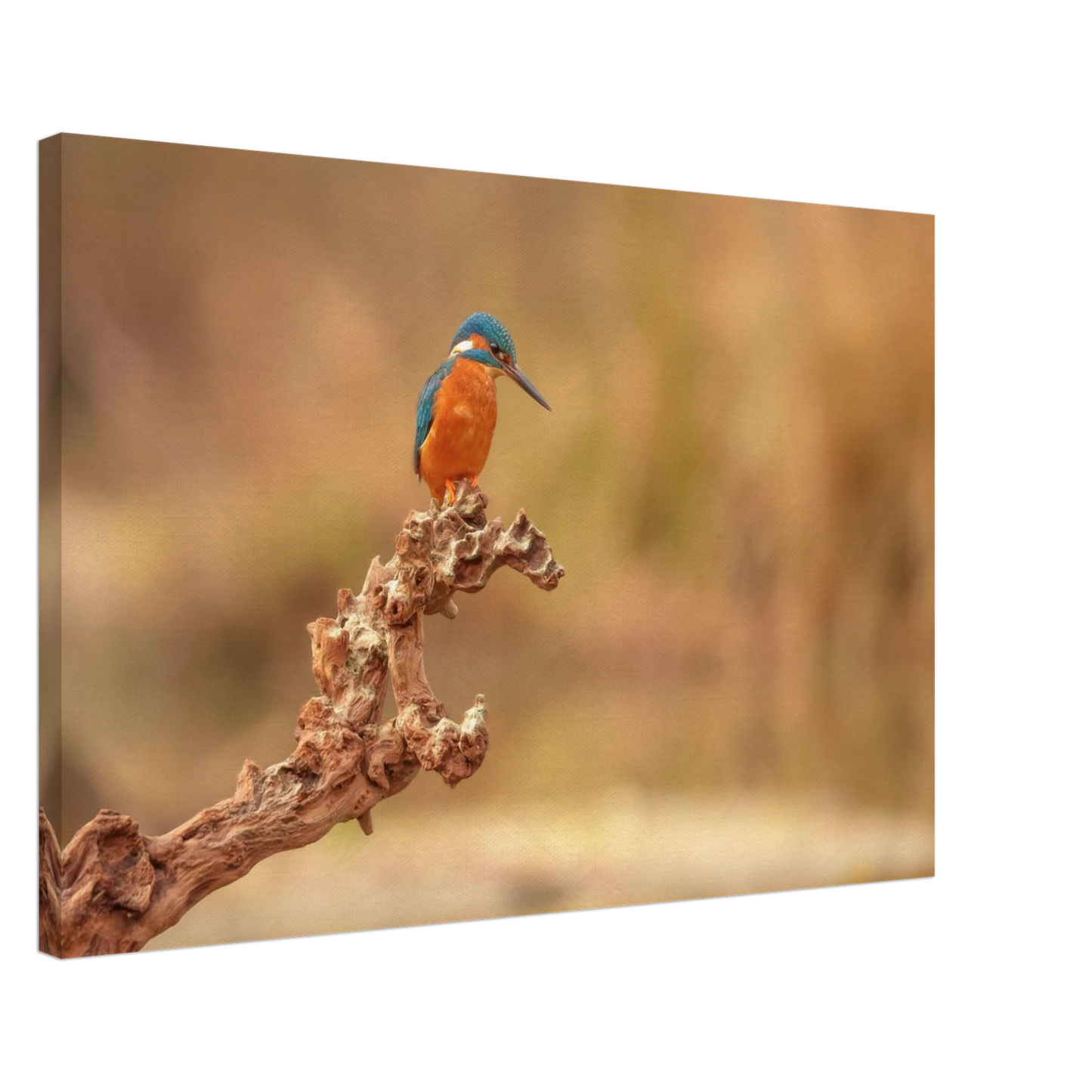 Wandbild eisvogel lebendige naturkunst fuer ihr zuhause in vielen groessen