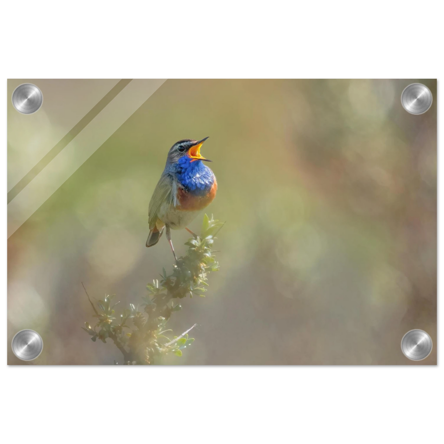 Wandbild singvogel in blautoenen lebendige vogelkunst fuer ihr zuhause in ihrer wunschgroesse
